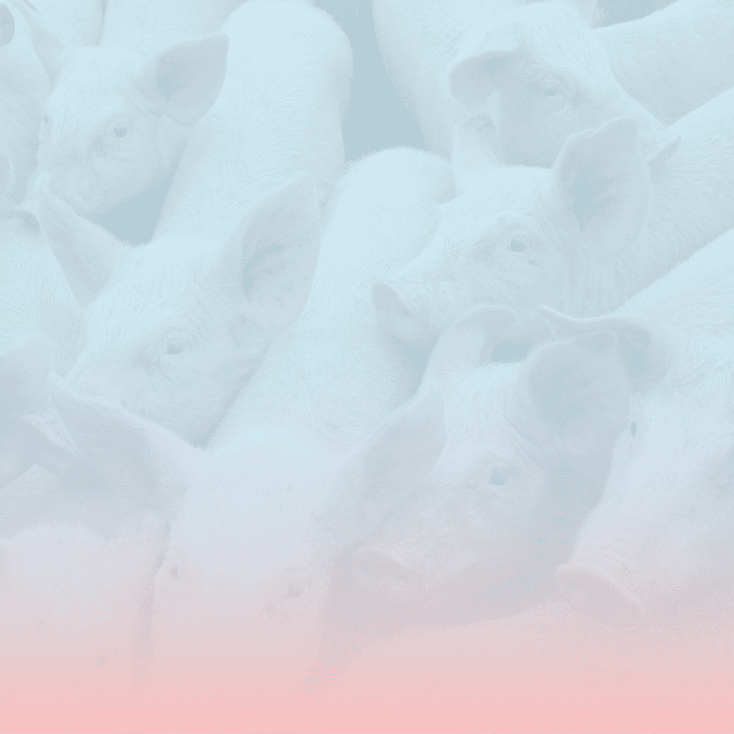 swine banner
