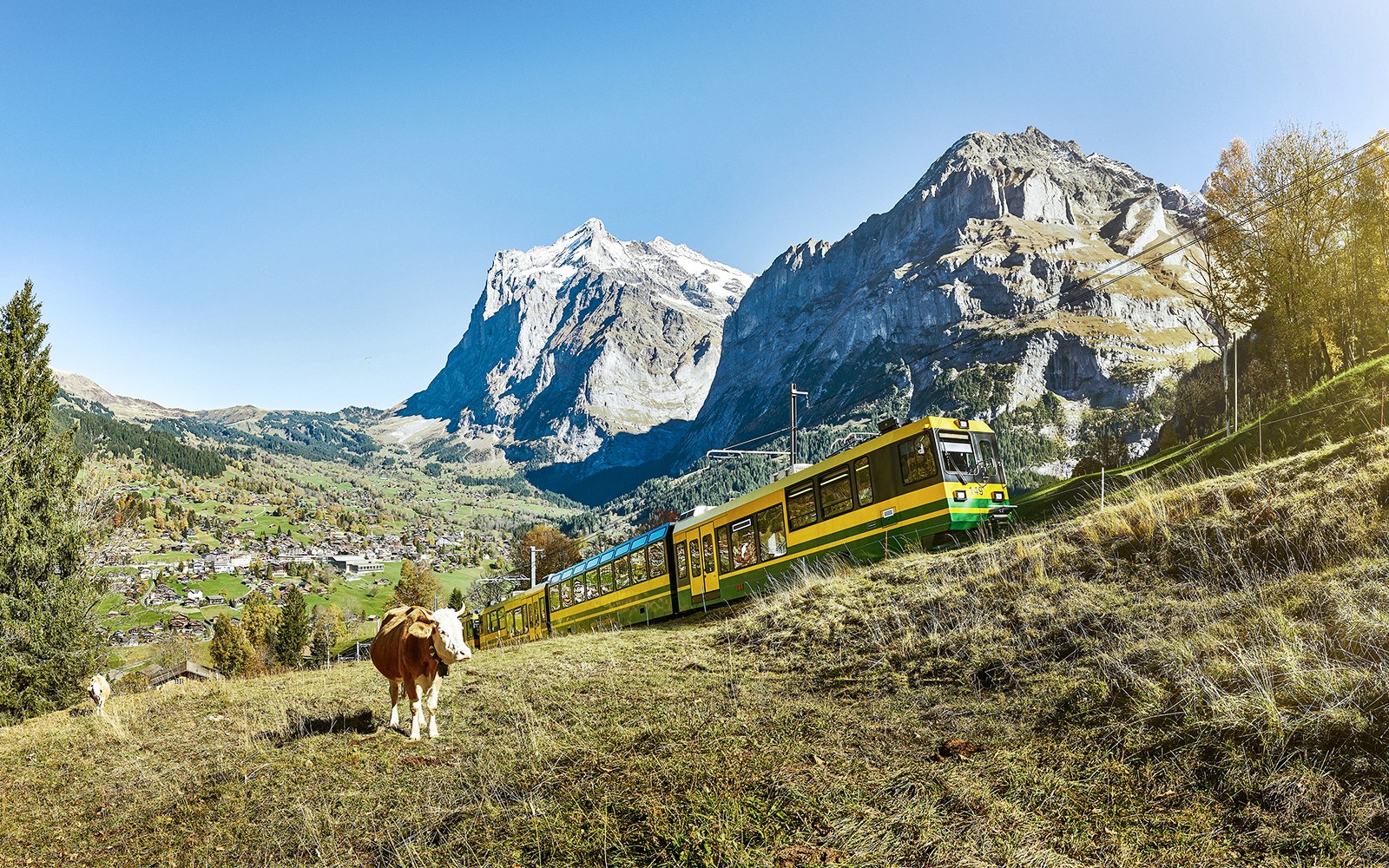 Train traveling through Swiss Alps with Jungfrau in the background, cow grazing nearby.