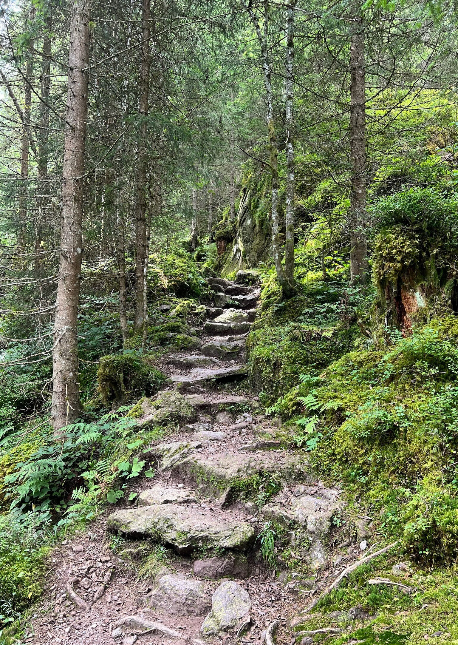 Silva Mundi – Gesund durchs Wandern