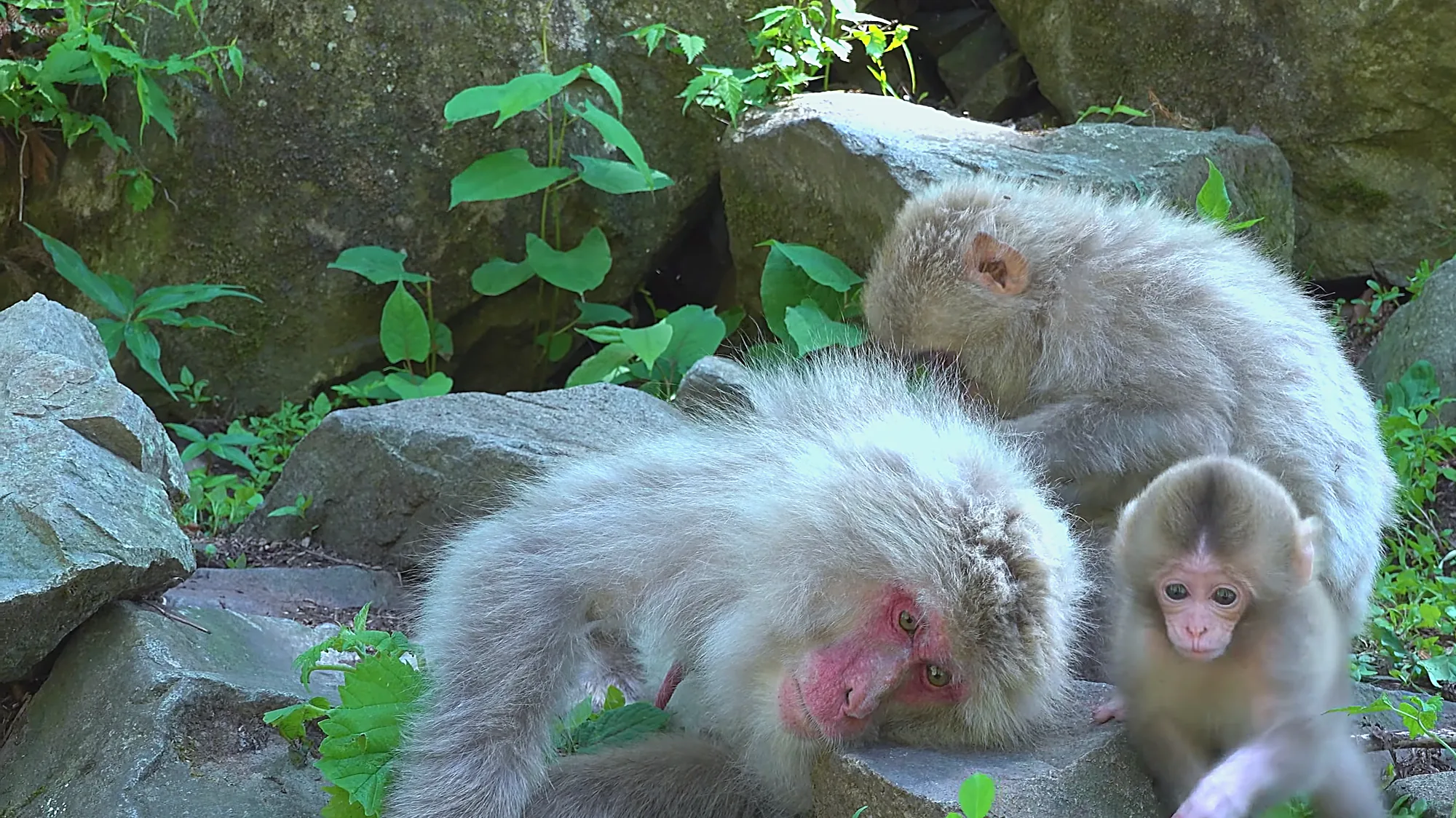 A mother Japanese macaque and her baby on mossy rocks amid summer greenery near the monkey park.