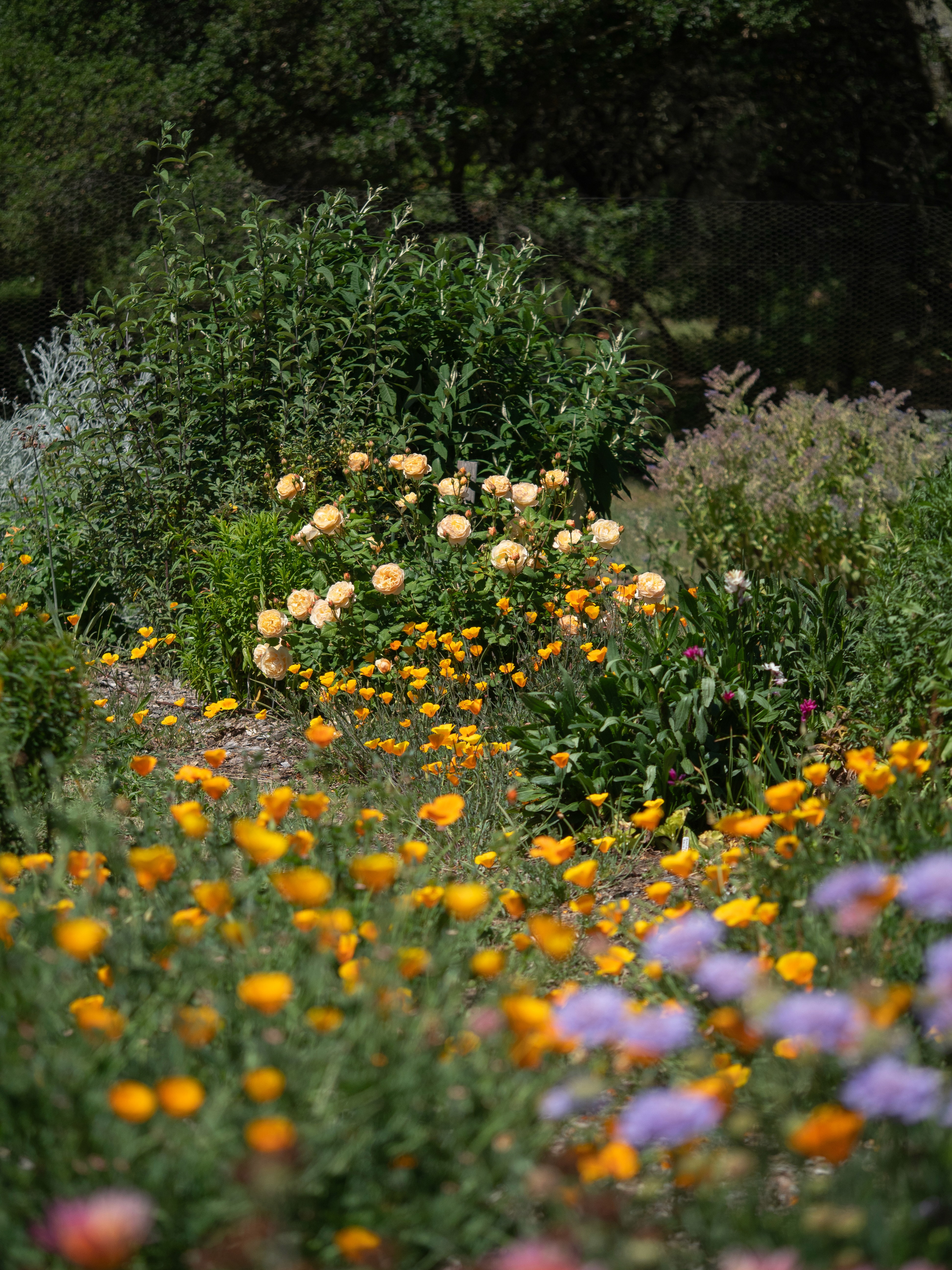 A photograph looking out across some of the farm's polyculture beds.