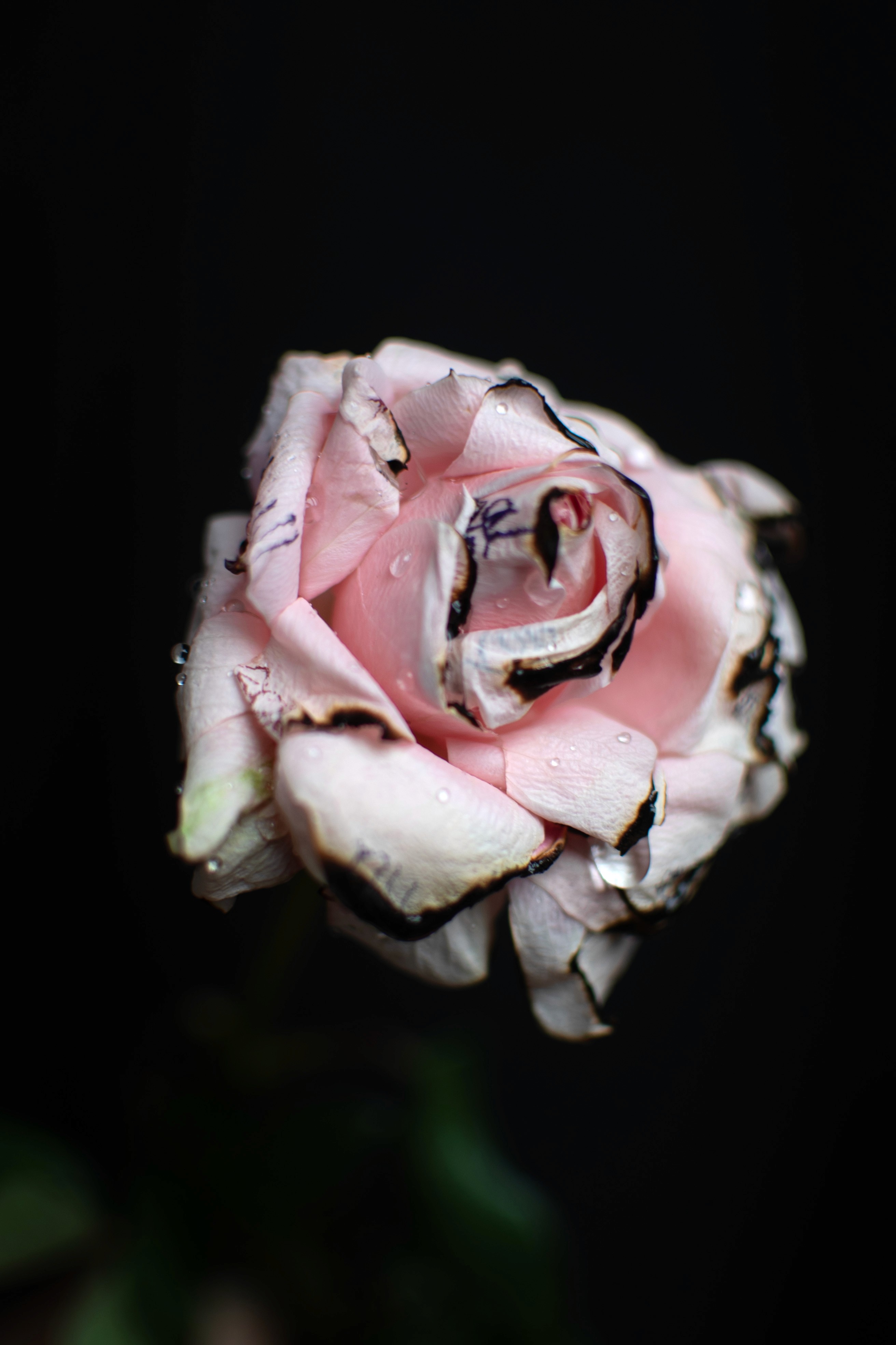 Luxury fashion editorial photography featuring model in vibrant patterned suit with orange accents, seated on vintage green armchair in elegant interior setting - Serif Creative Studio portfolio