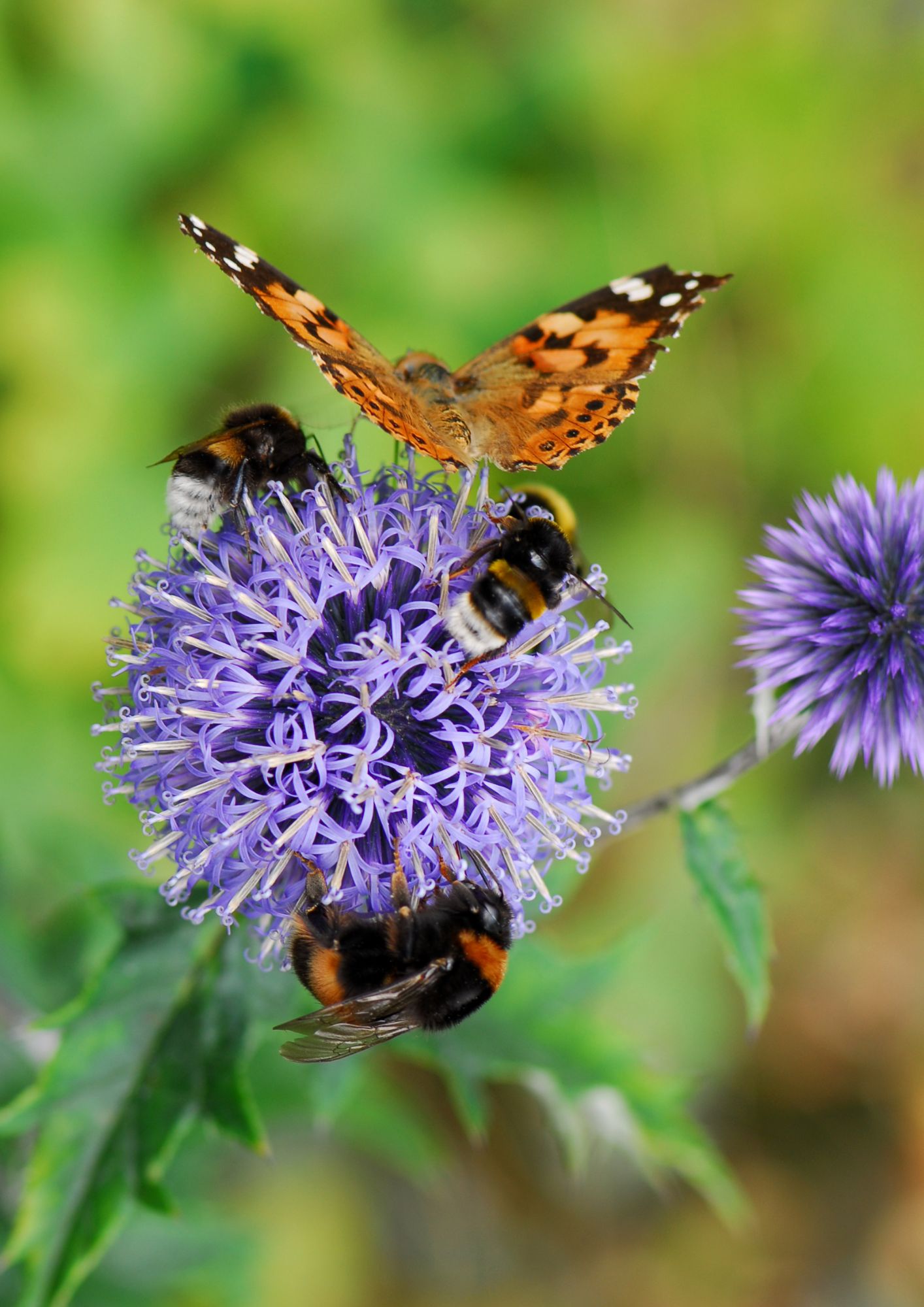 Biodiversity in a Mediterranean ecological garden