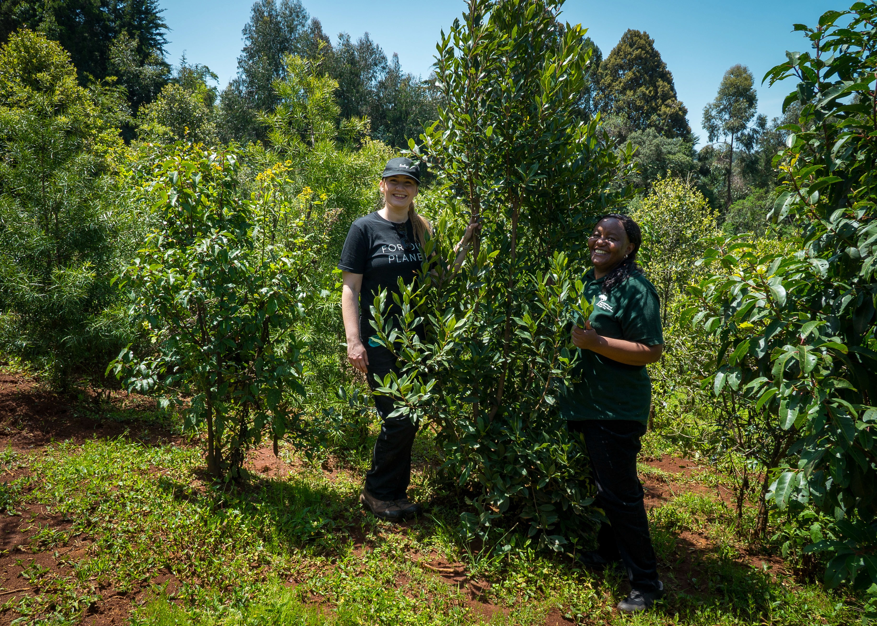 A tree at the Dundori reforestation project