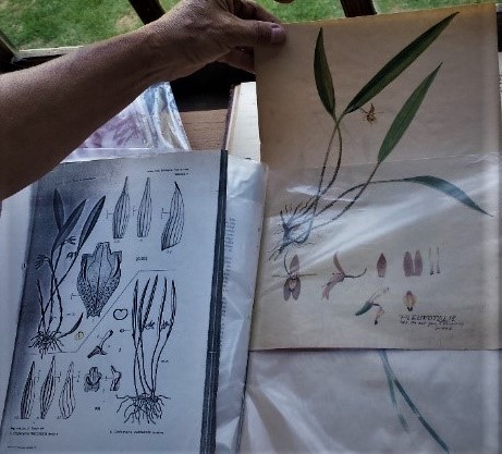 Mão segura folhas de álbum com ilustrações botânicas e aquarela de orquídea do acervo de Paulino Recch