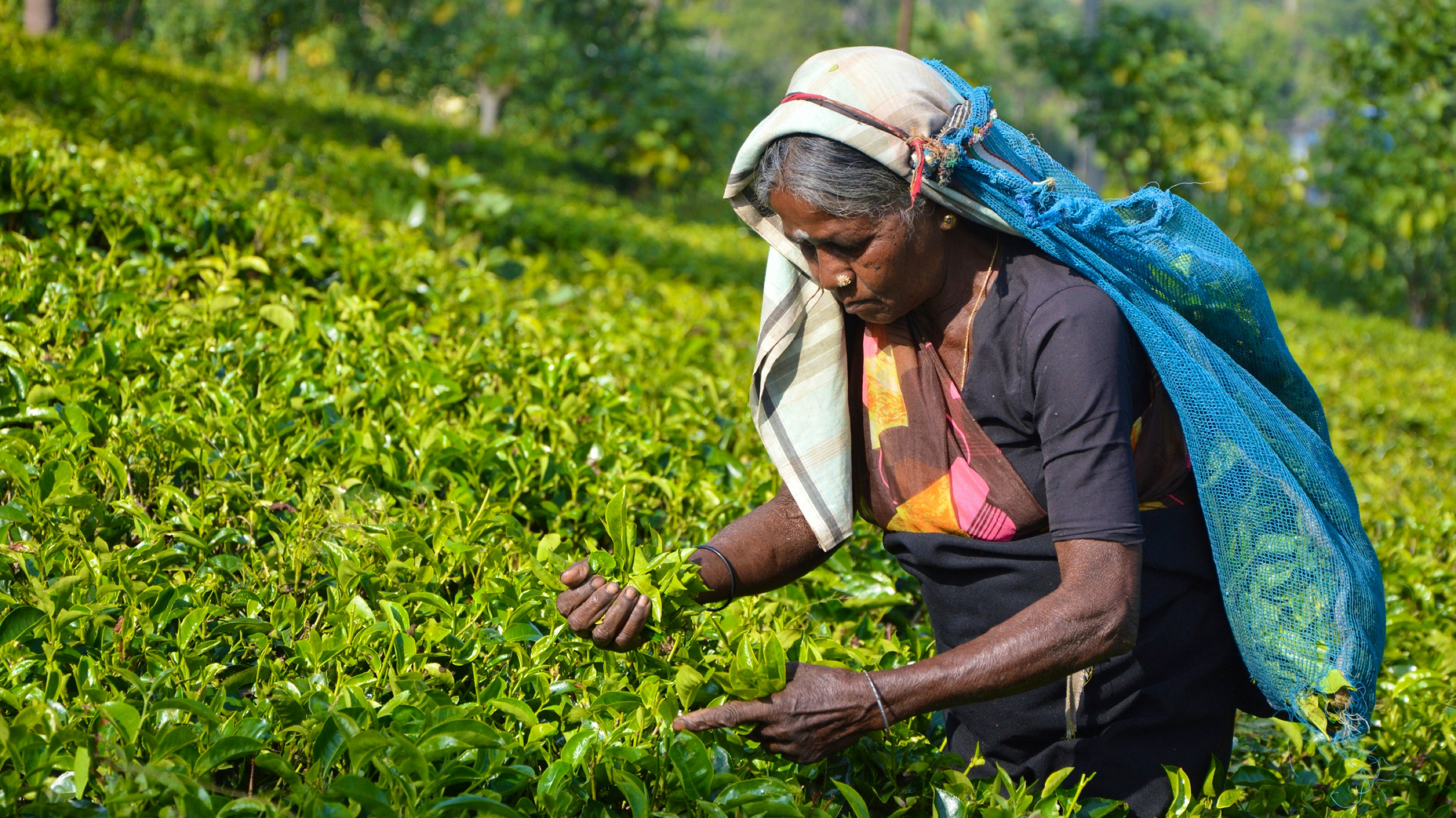 Rabobank — woman standing in a green field — Soda Studio case study