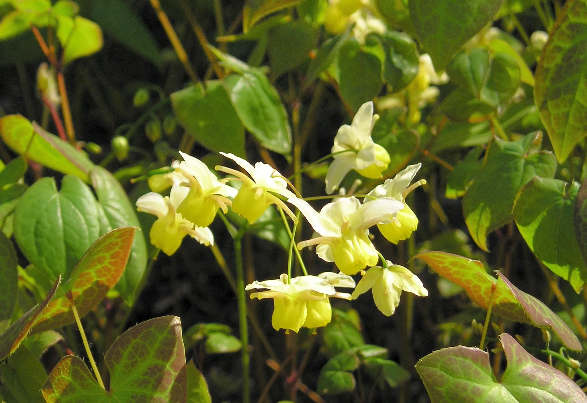 Epimedium plant 