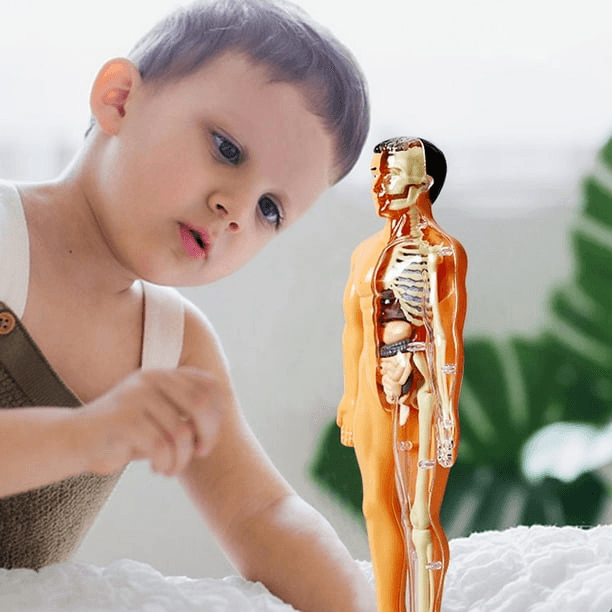 A high-quality, conceptual illustration showing a soft, glowing pathway connecting a stylized human brain to the digestive system, overlaid next to a calm, happy child. The color palette should be soothing blues and greens, conveying health, science, and peace of mind. Modern, clean, and accessible style.