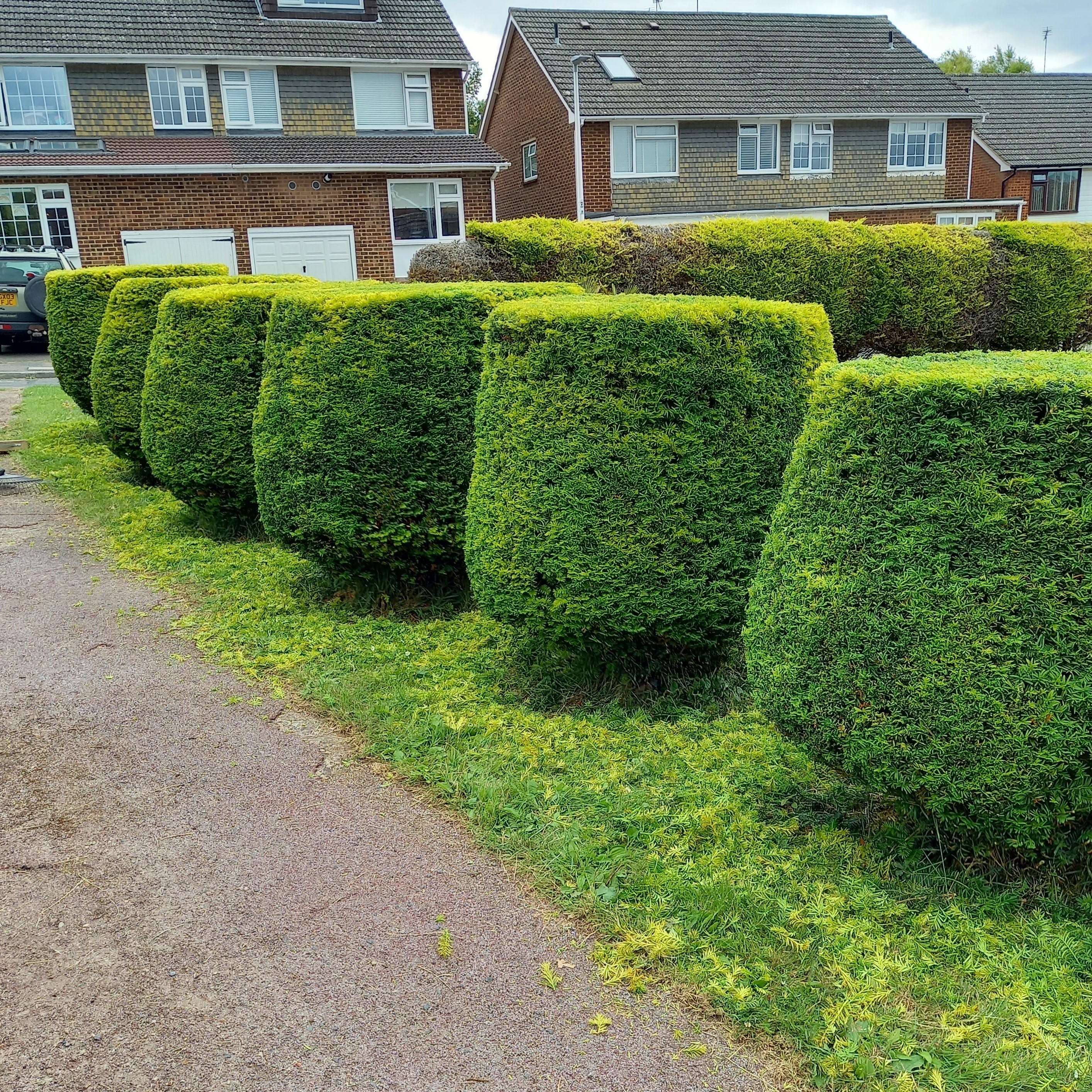A neatly trimmed row of hedges lines a pathway beside residential houses in a suburban area.
