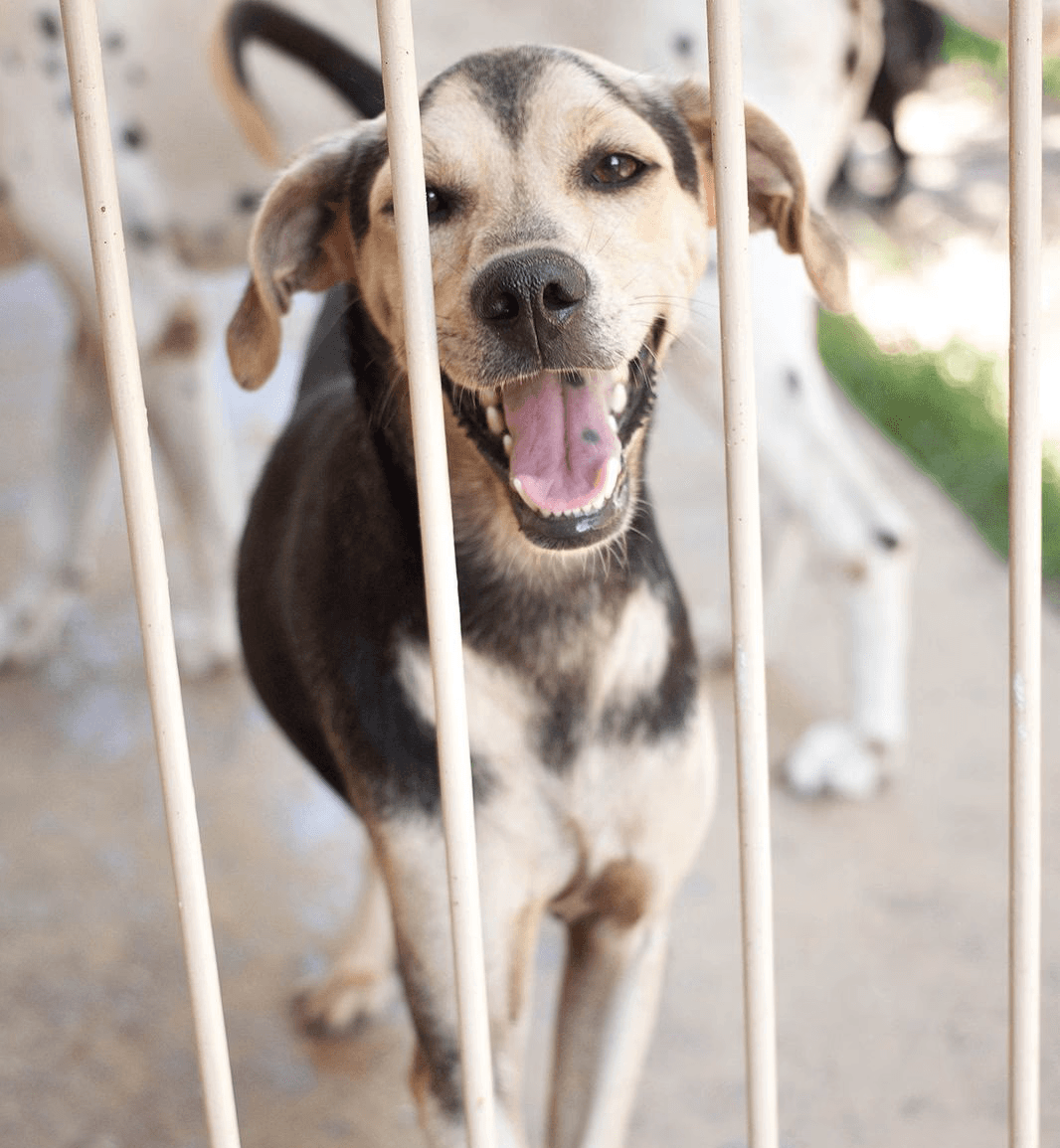 Dog photo