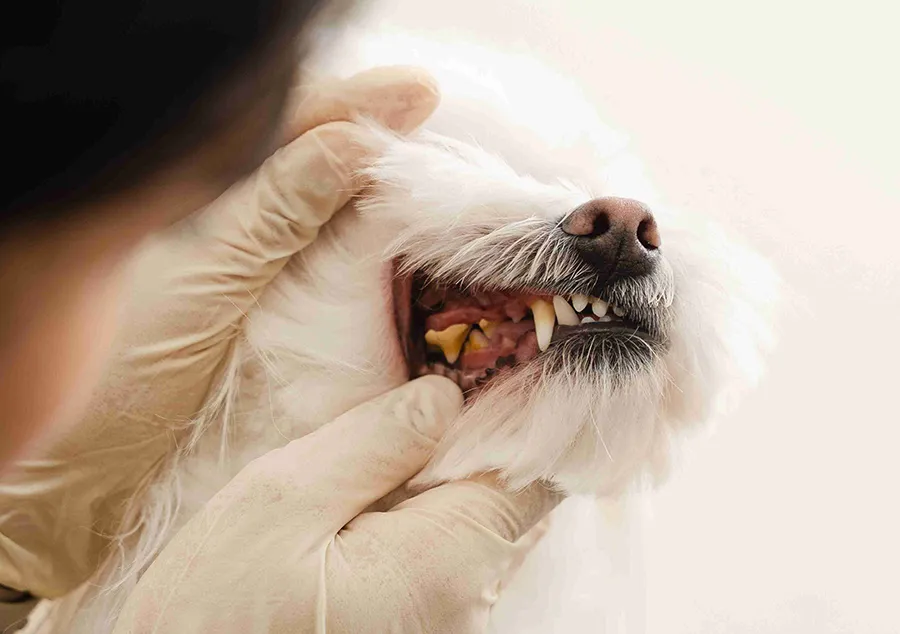 A veterinarian is holding a dog's face to check its gums and teeth.