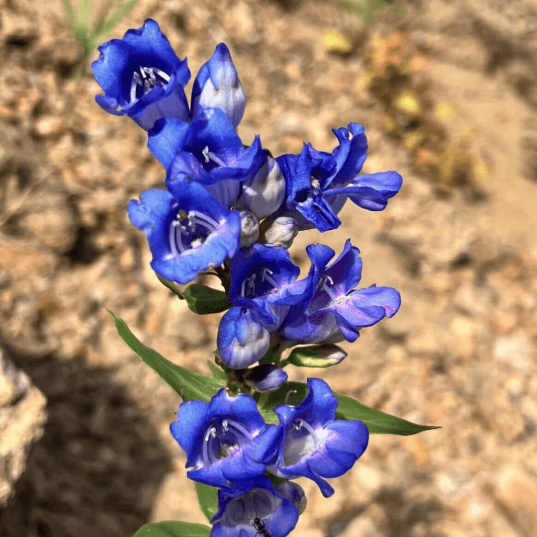 Waswatch Penstemon