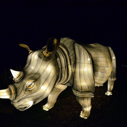 אורות גן החיות של מיאמי