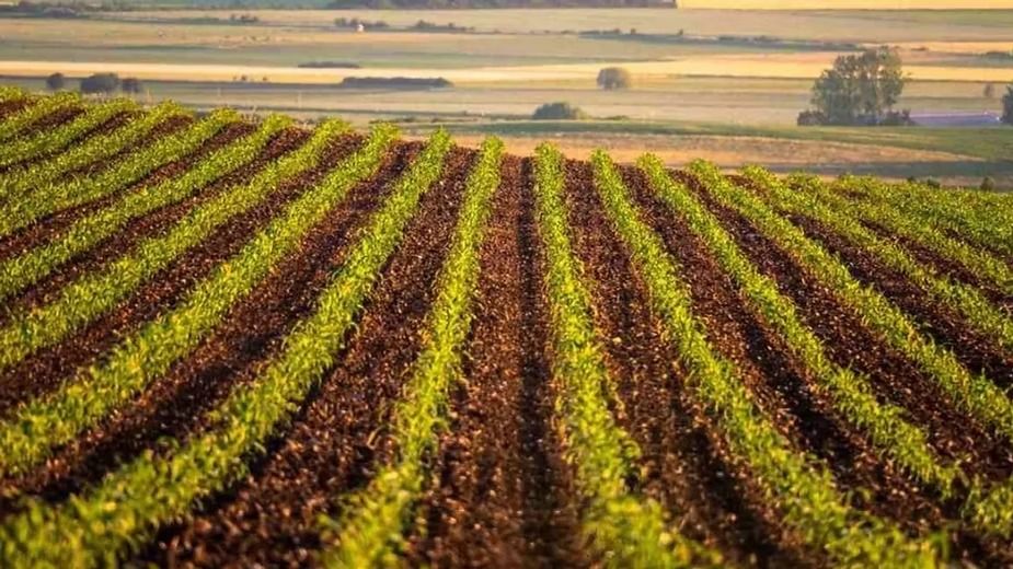 Pure ArableSpecialized Farming.jpeg