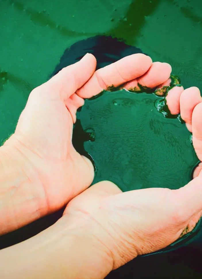 Dark green spirulina in water being scooped out by hand