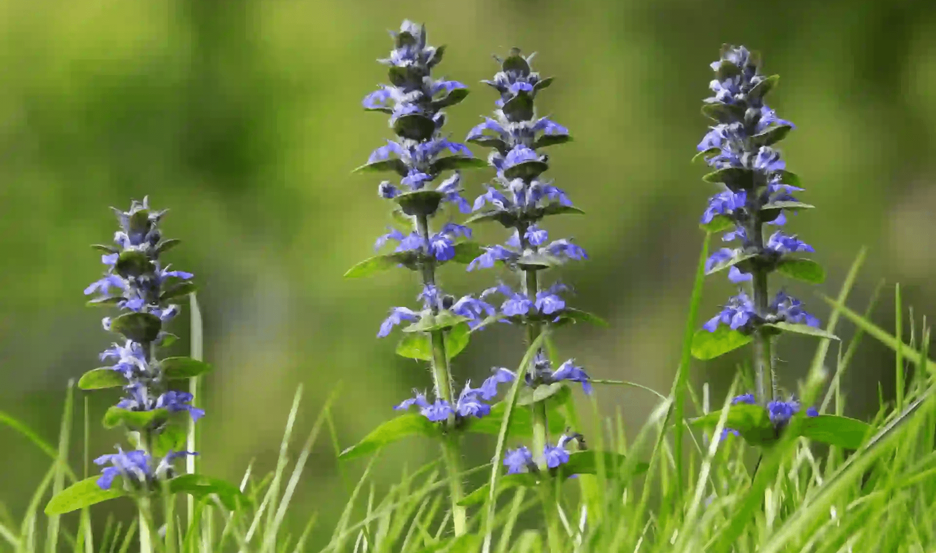Günseln in der Natur