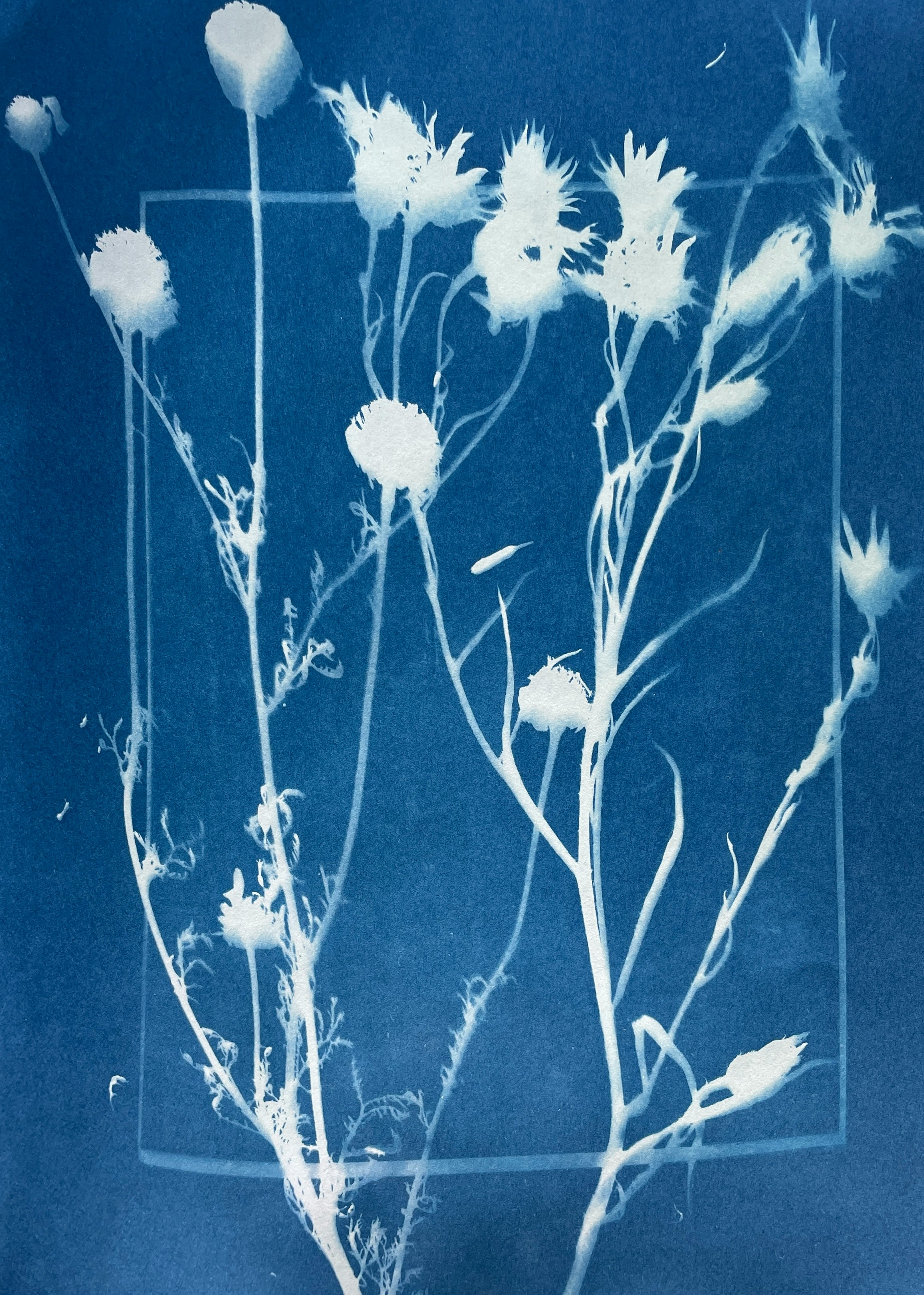 Cyanotype of delicate wildflowers against a blue background.