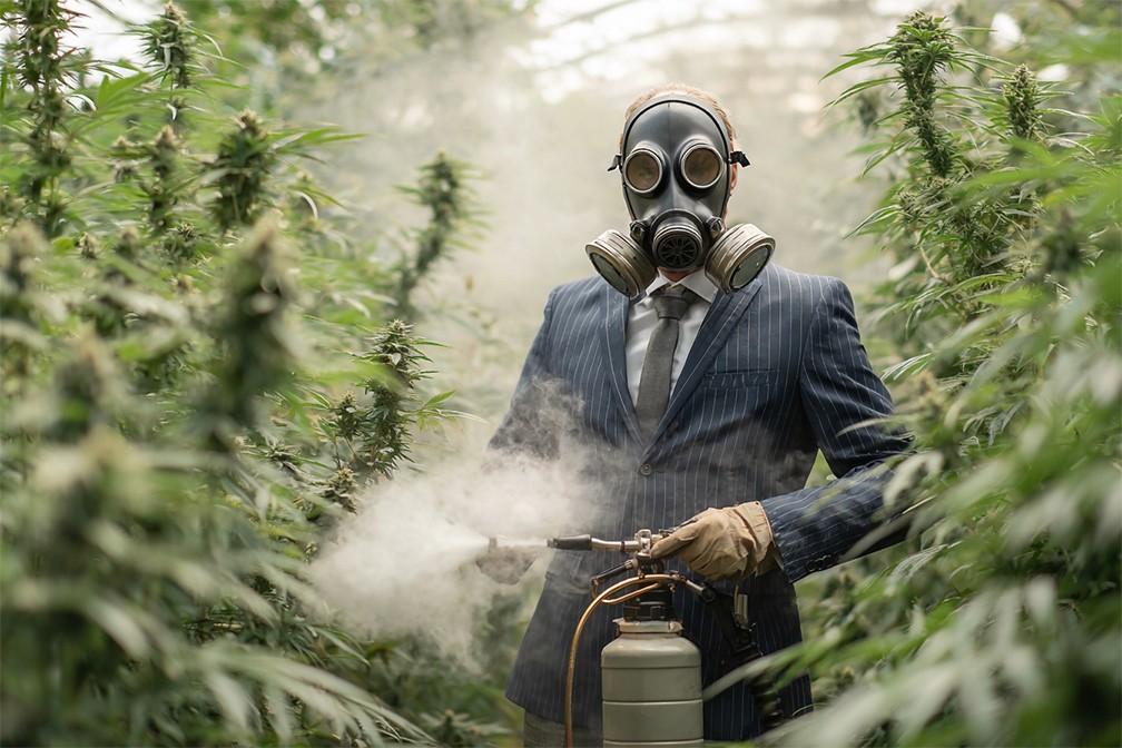 Iatrogenic Toxicity in Cannabis