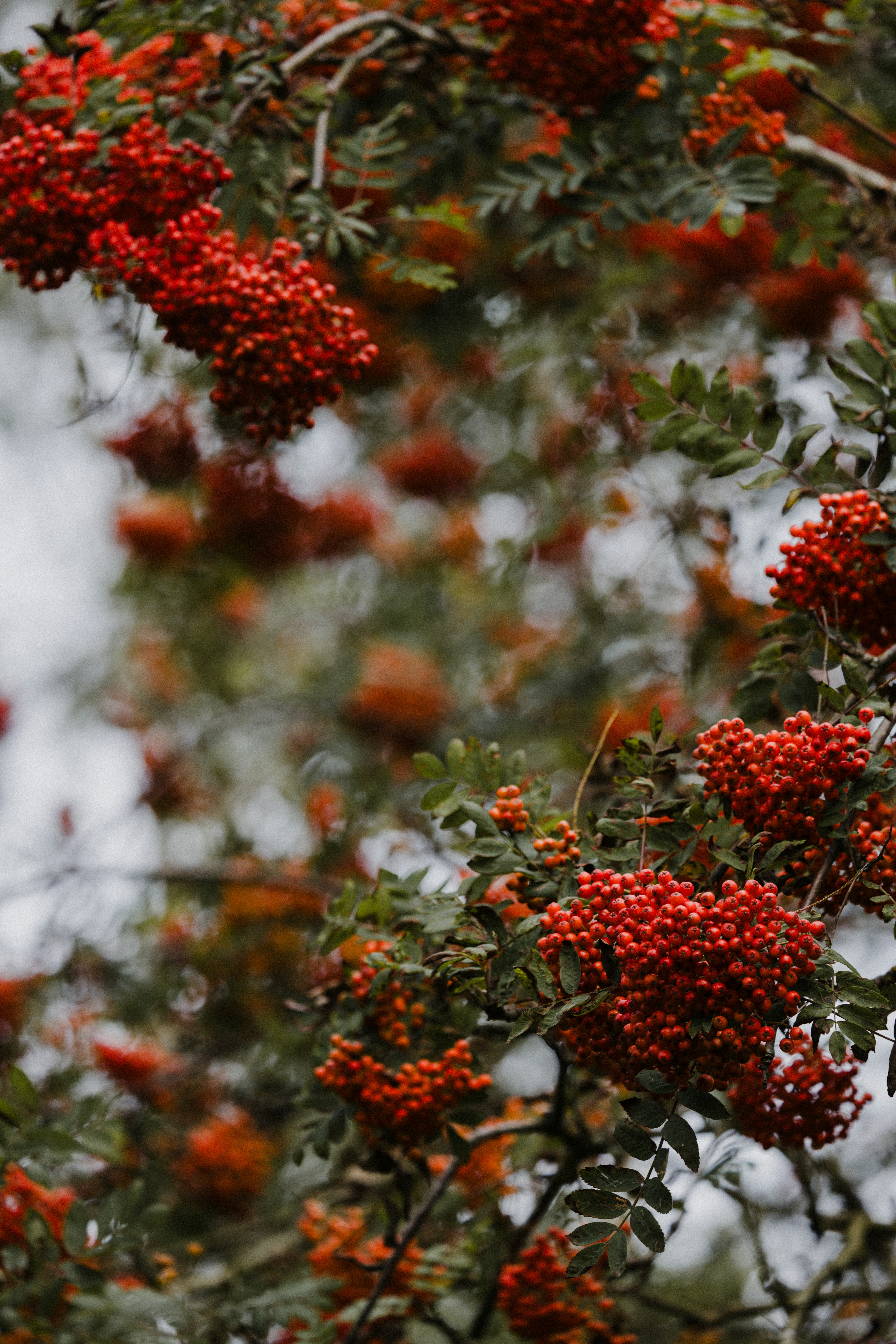 A tree filled with lots of red berries
