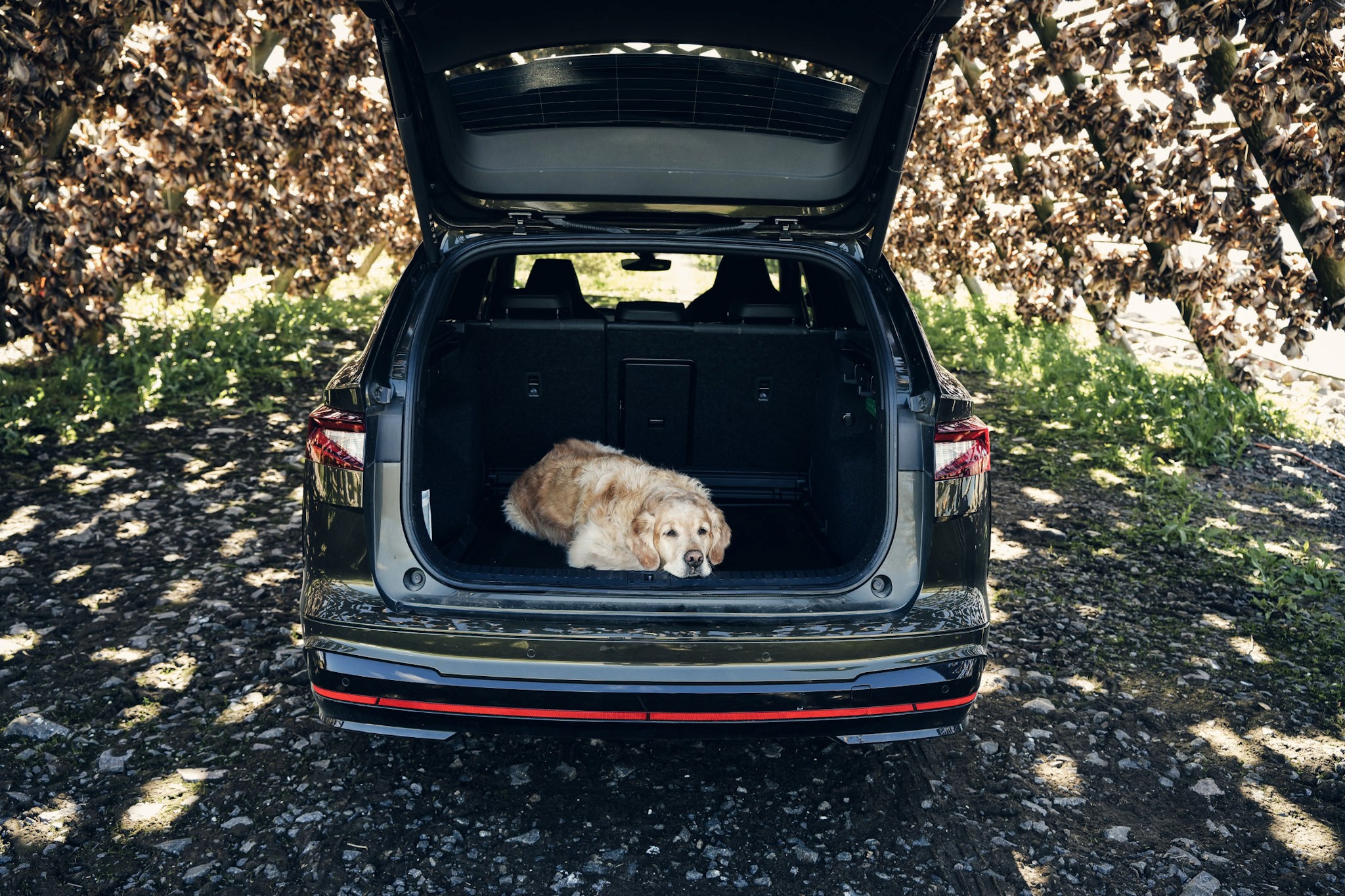 Hund i bagasjerom i Skoda Enyaq
