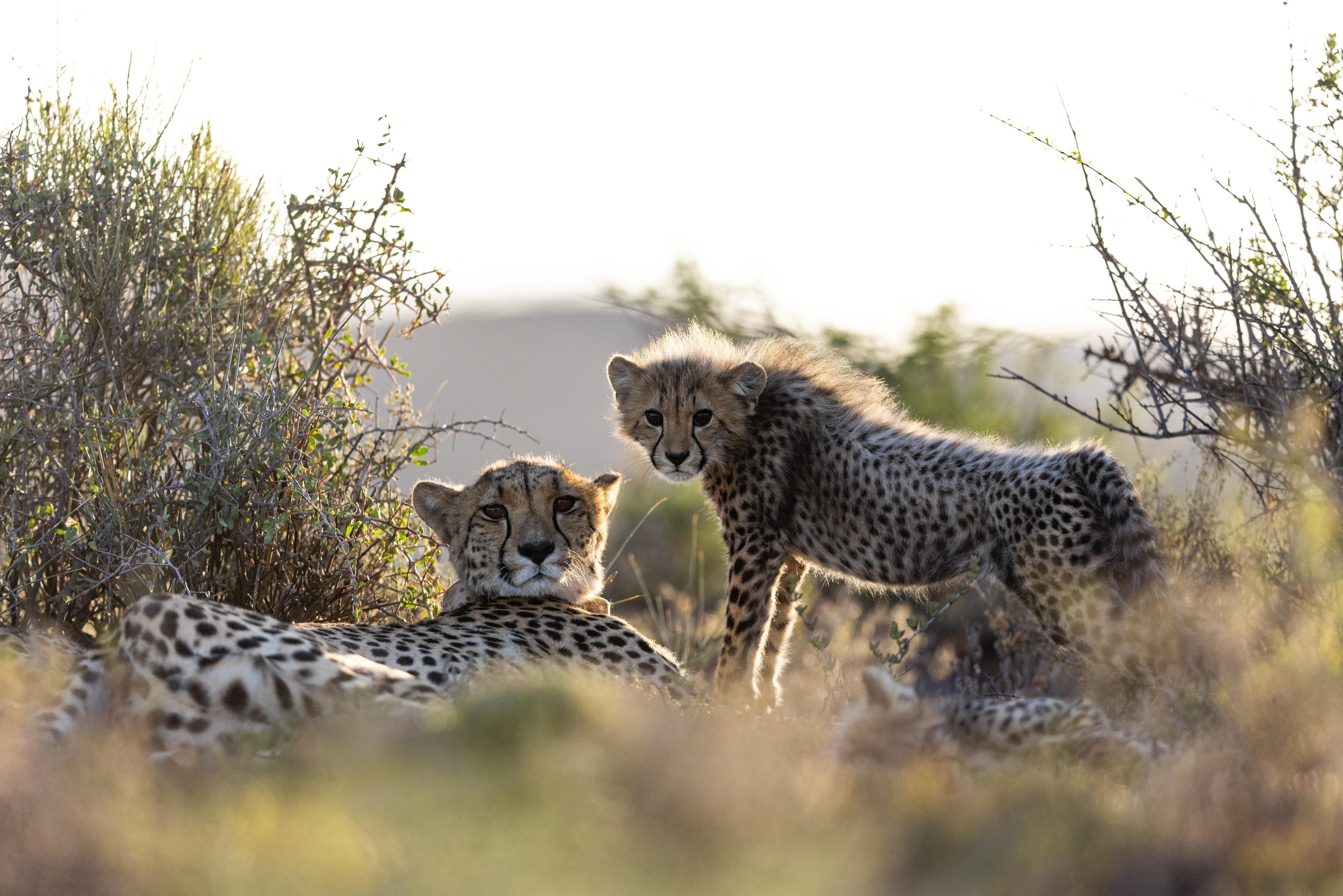 Cheetah, Dwyka Tented Lodge, Sanbona, Little Karoo, aesplore, Cape Town & Cape Safari