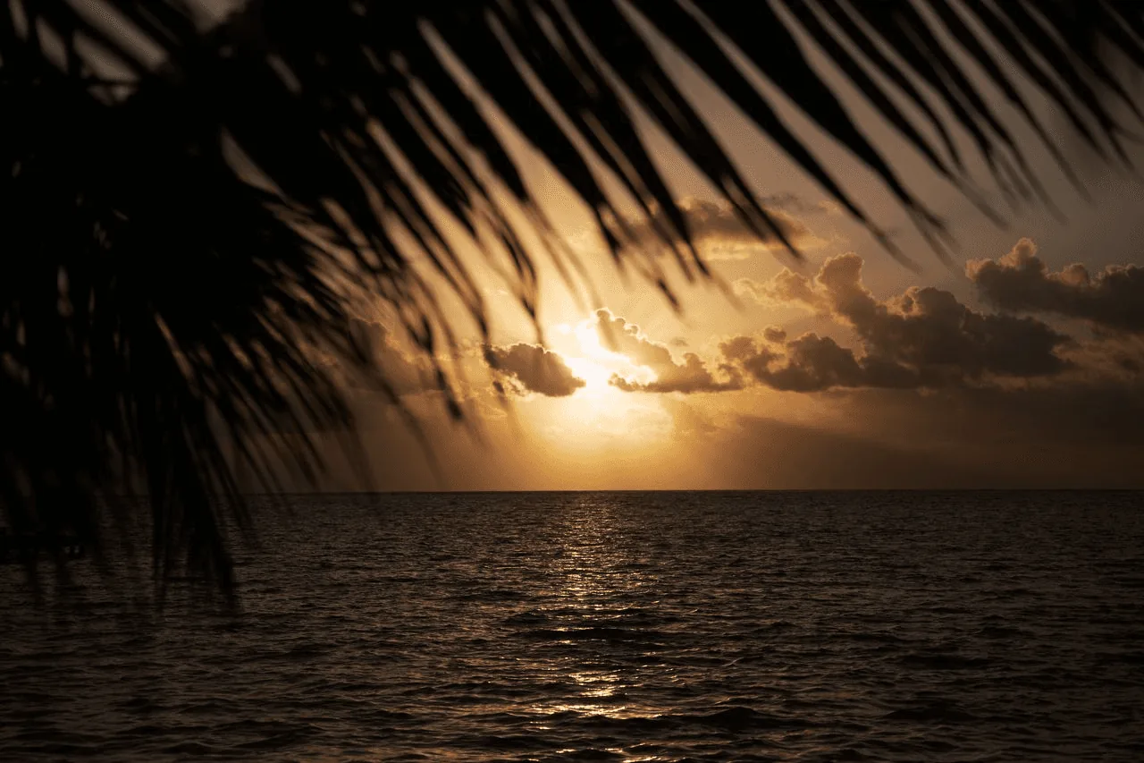 A golden Caribbean sunset over the open sea, framed by silhouetted palm fronds, with sunlight reflecting across the water and dramatic clouds lit from behind.