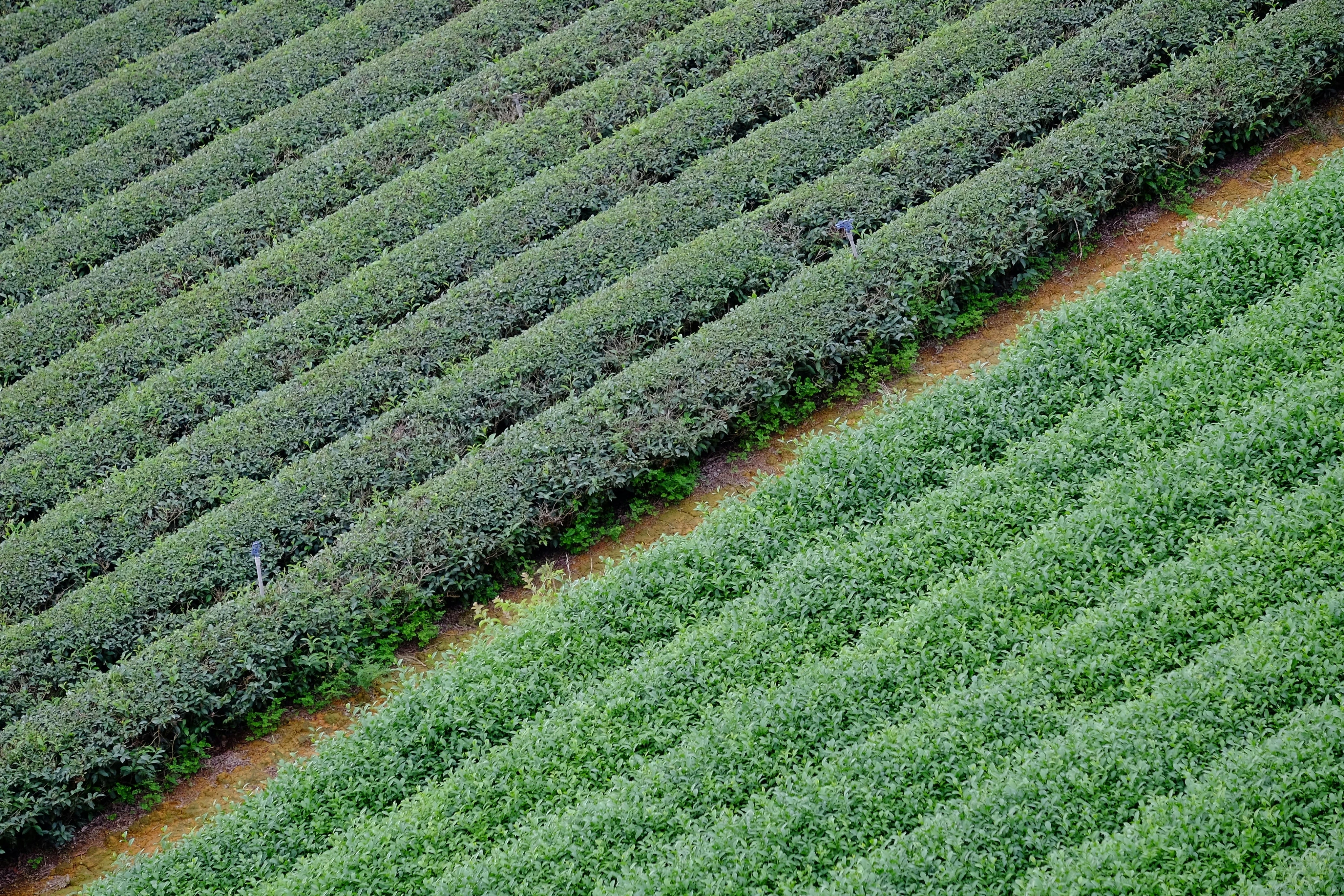 Green Farm