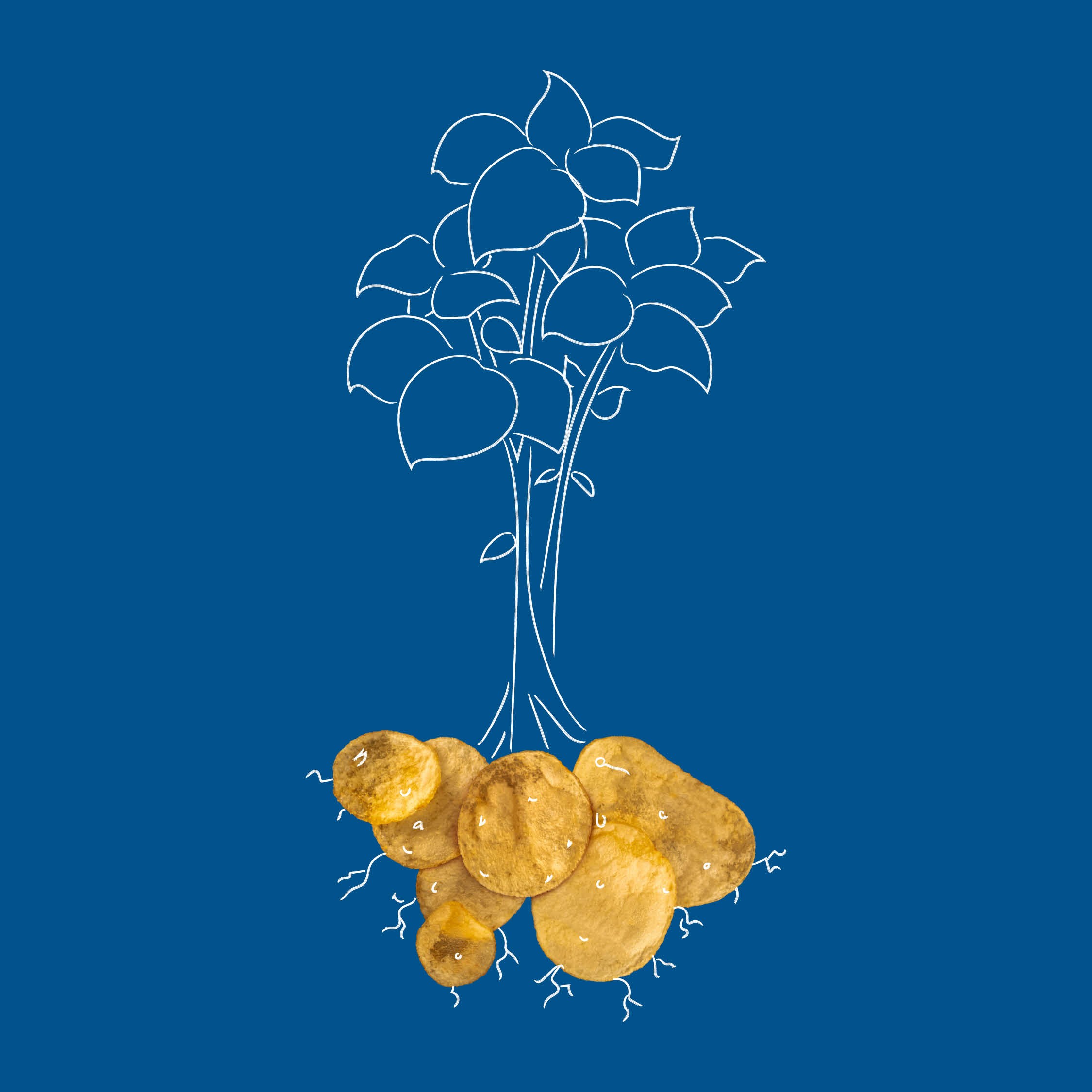 Van de Wadden illustratie