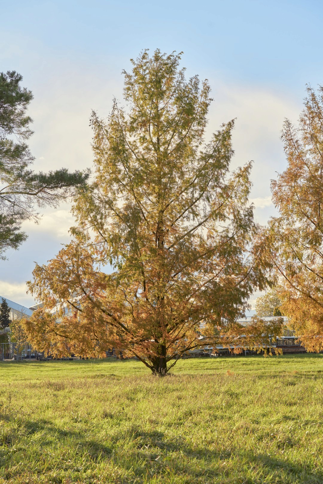 Metasequoia glyptostroboides mit aufrechtem Wuchs, locker aufgebauter Krone und feinem, nadelartigem Laub in warmen Herbstfarben.