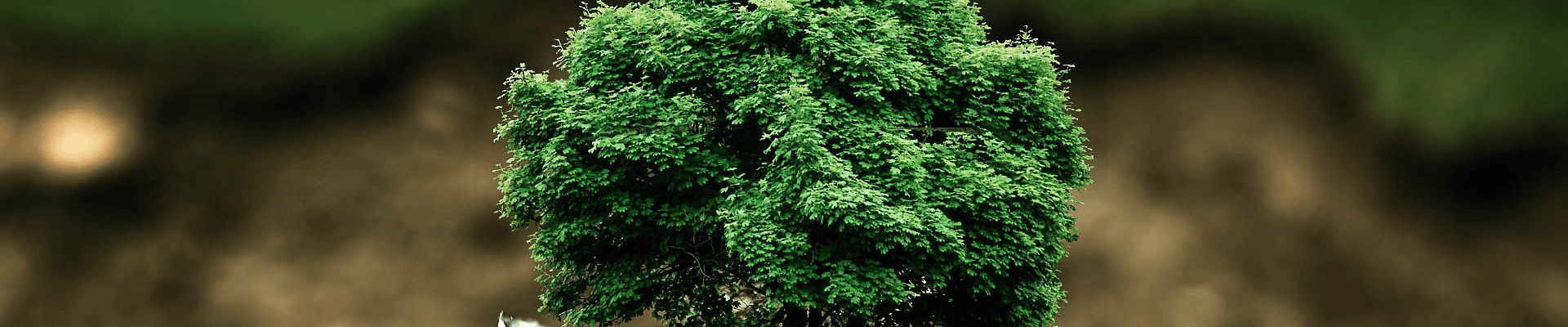 Planta simbolizando la sustentabilidad de PQL.