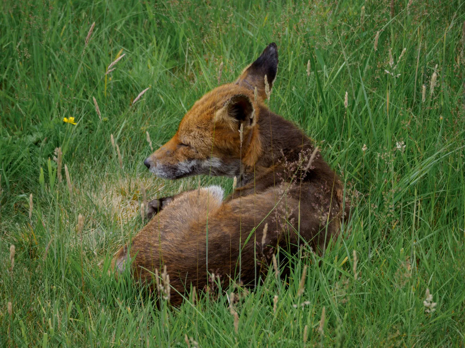Red fox