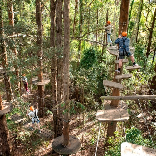 樹梢探險新堡：新南威爾士的繩索課程門票