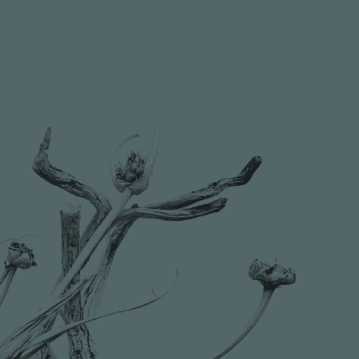 Dried floral piece in light blue hues, evoking serenity and coastal calm