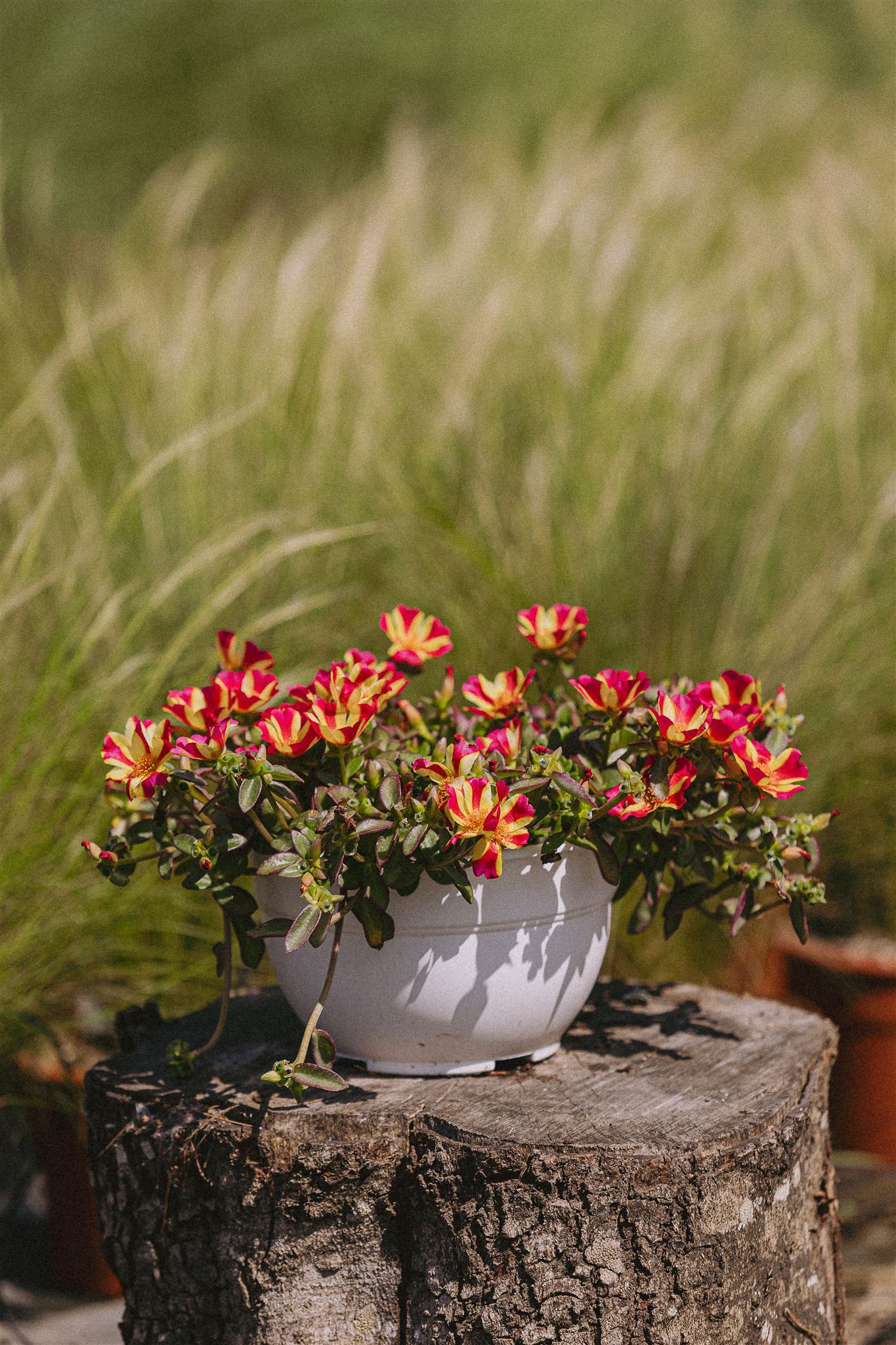 Tomillo Eiviss Garden