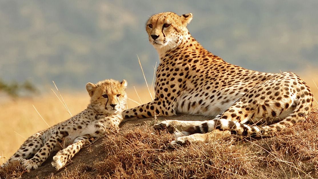 cheetah on rock outcrops