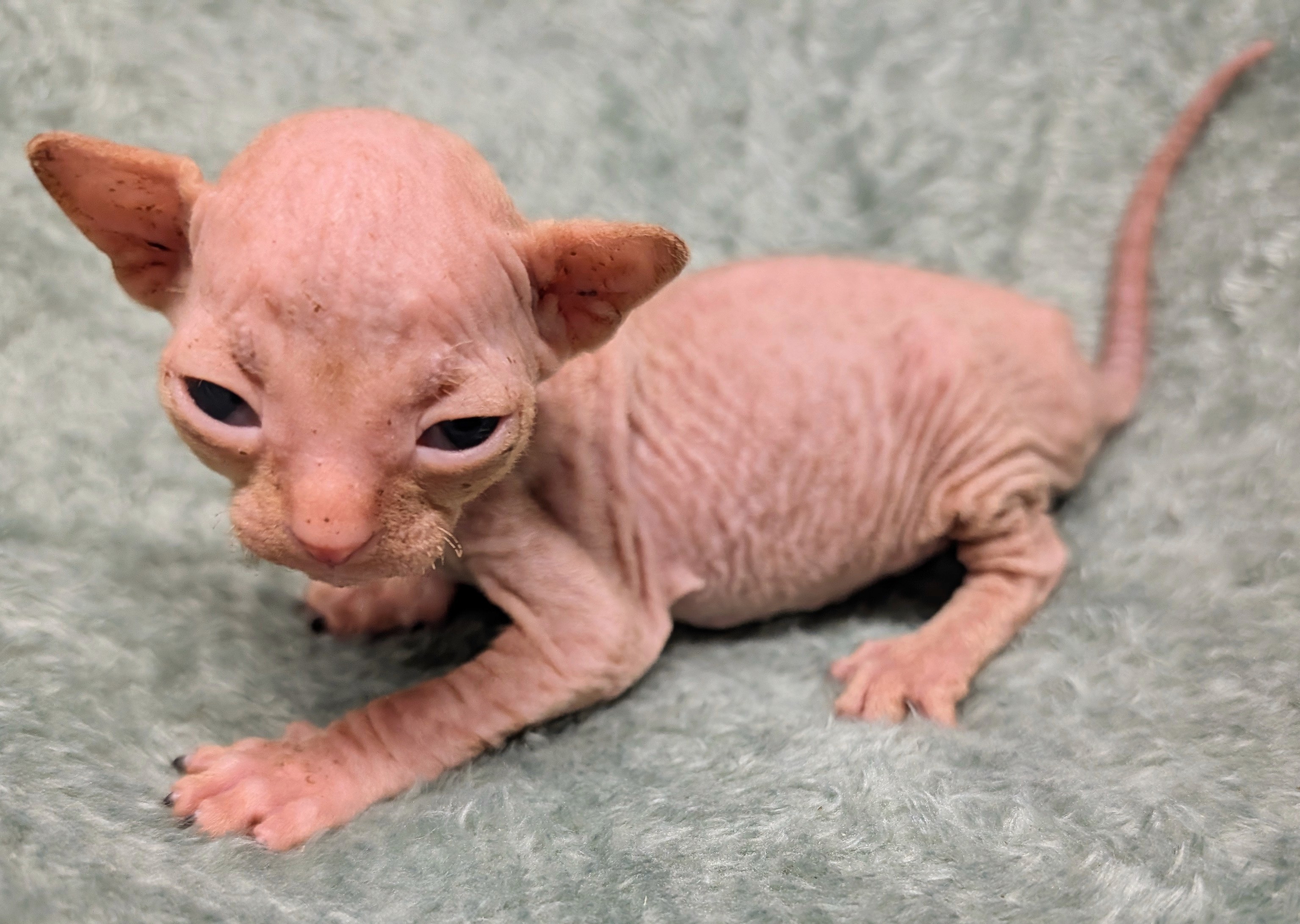 Newborn Sphynx kitten