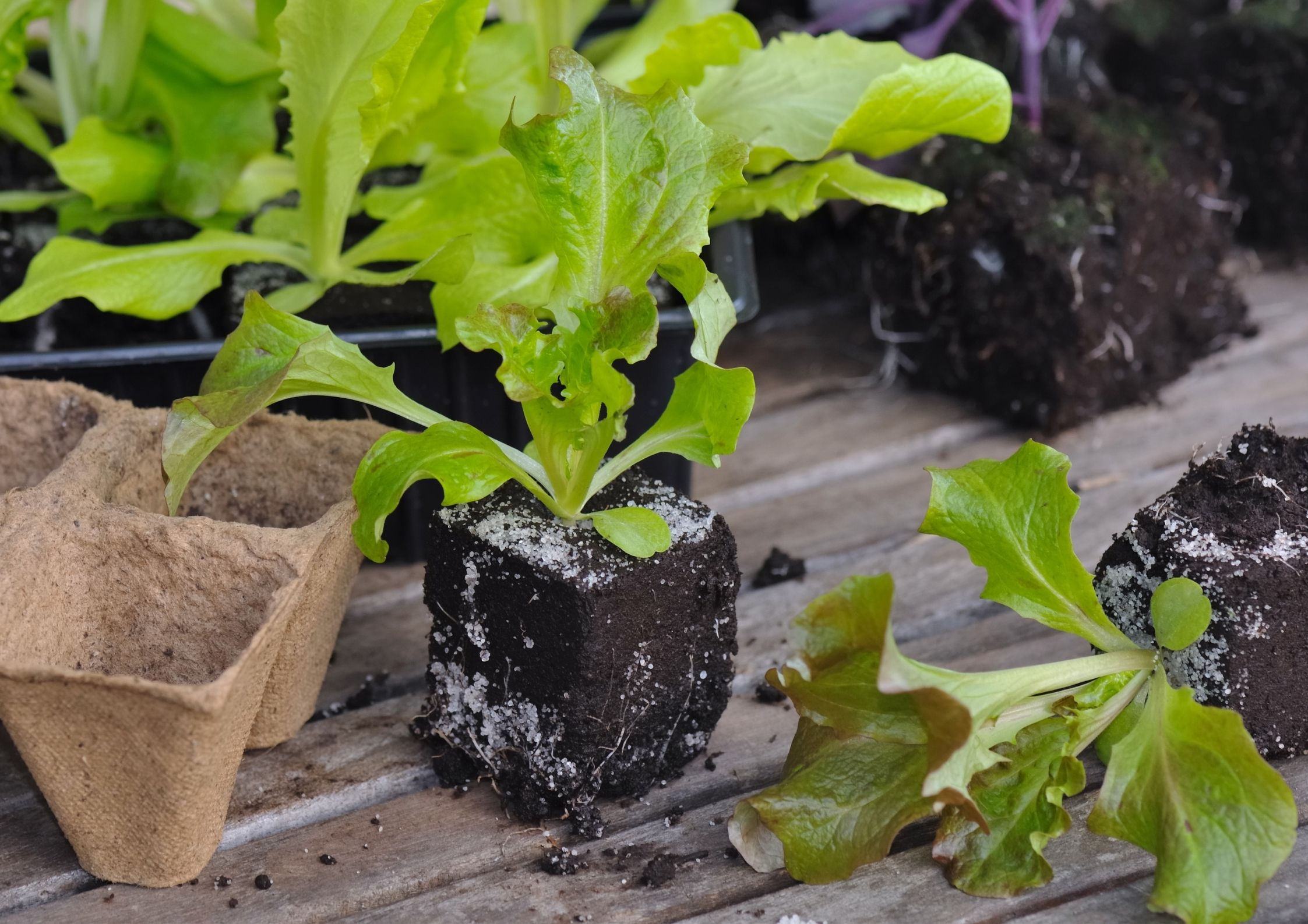 Preparing the garden for spring