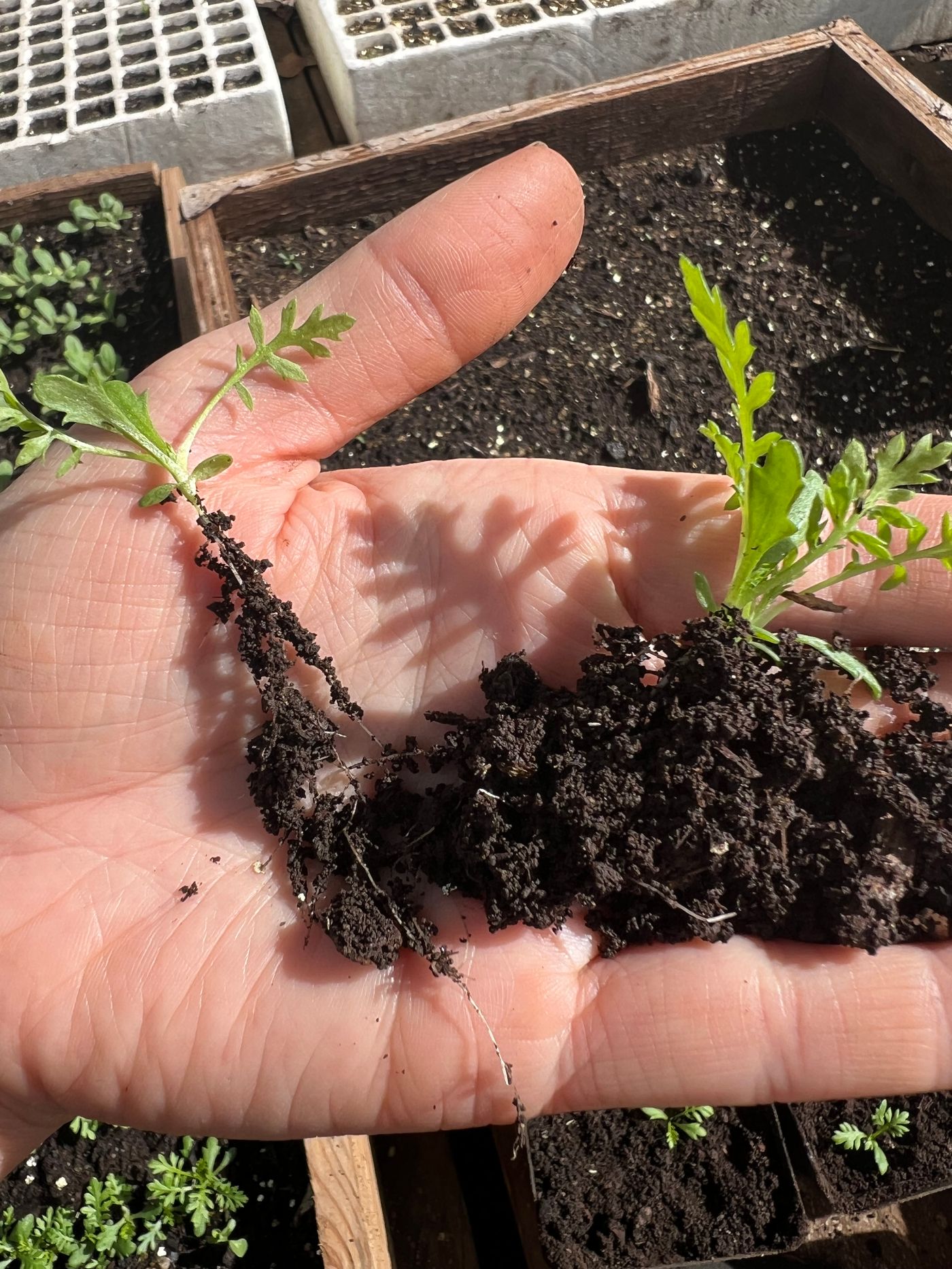 Regenerative Agriculture in South Africa: Resources
