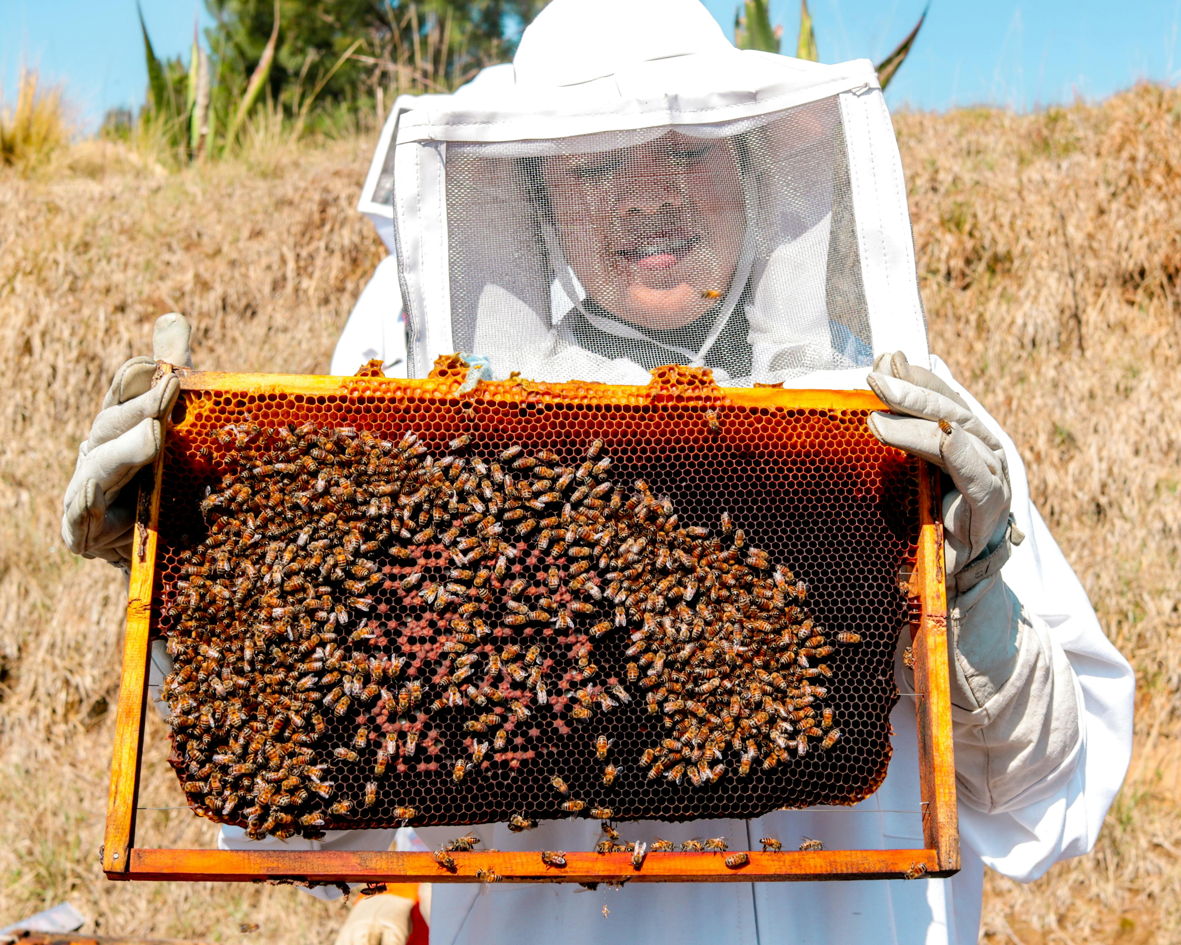 Bee Hive Removal