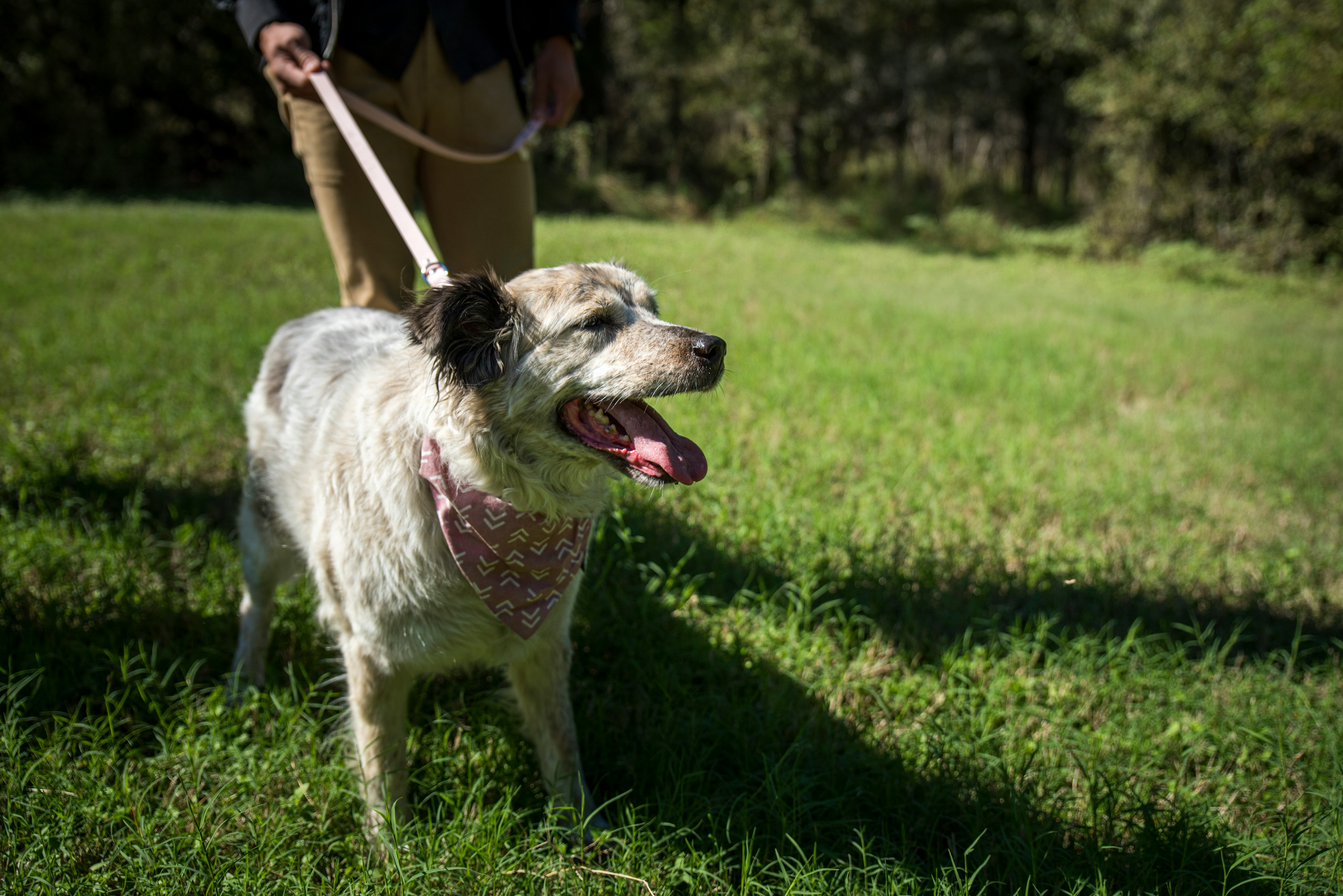 olde white dog on least wearinig apink bandana in the grass