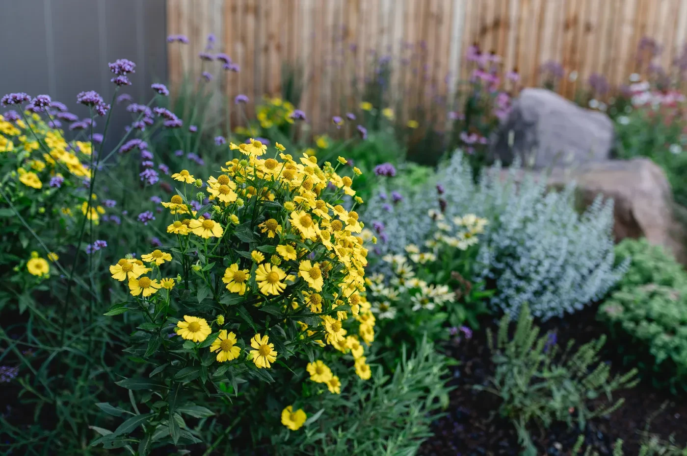 Buntes Staudenbeet mit gelben und violetten Blüten vor einem Holzzaun