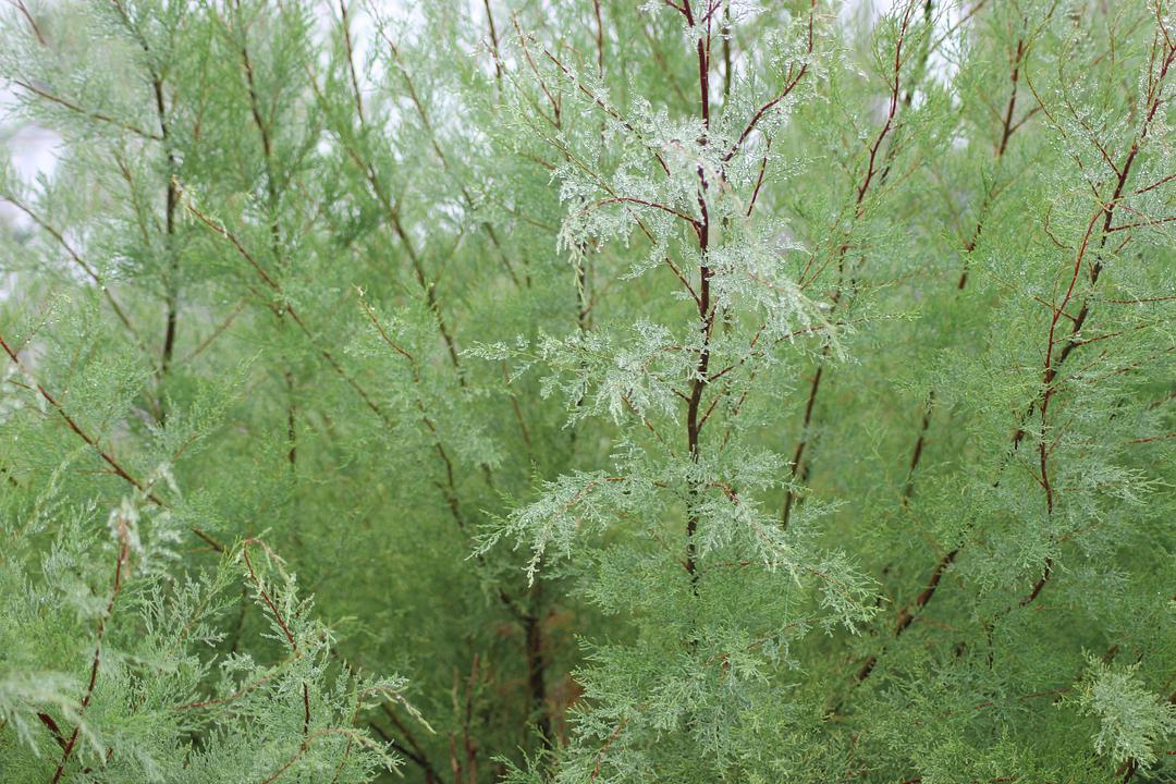 a black and white cat laying on top of a white wall
