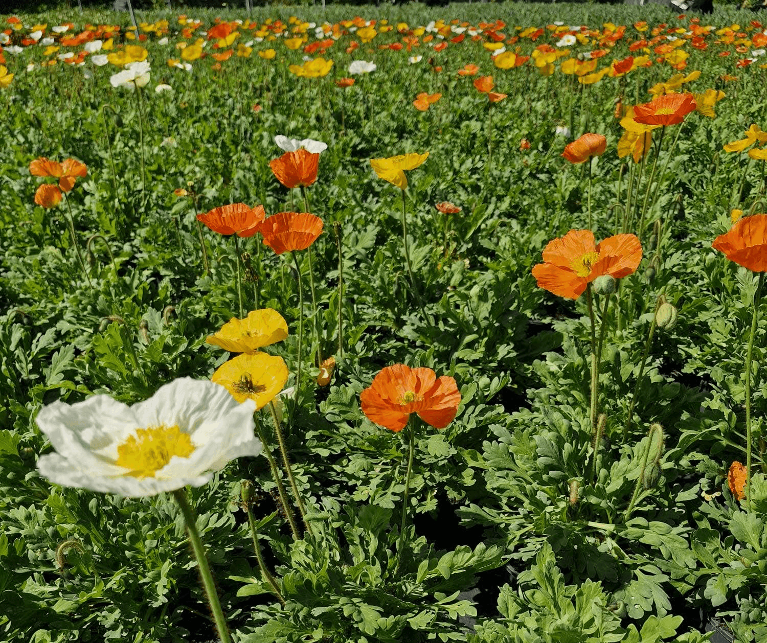 Buiten gekweekte planten