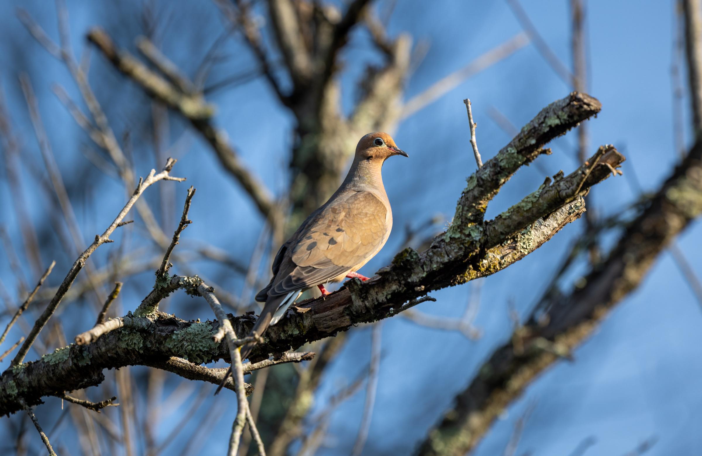 Canton Dove