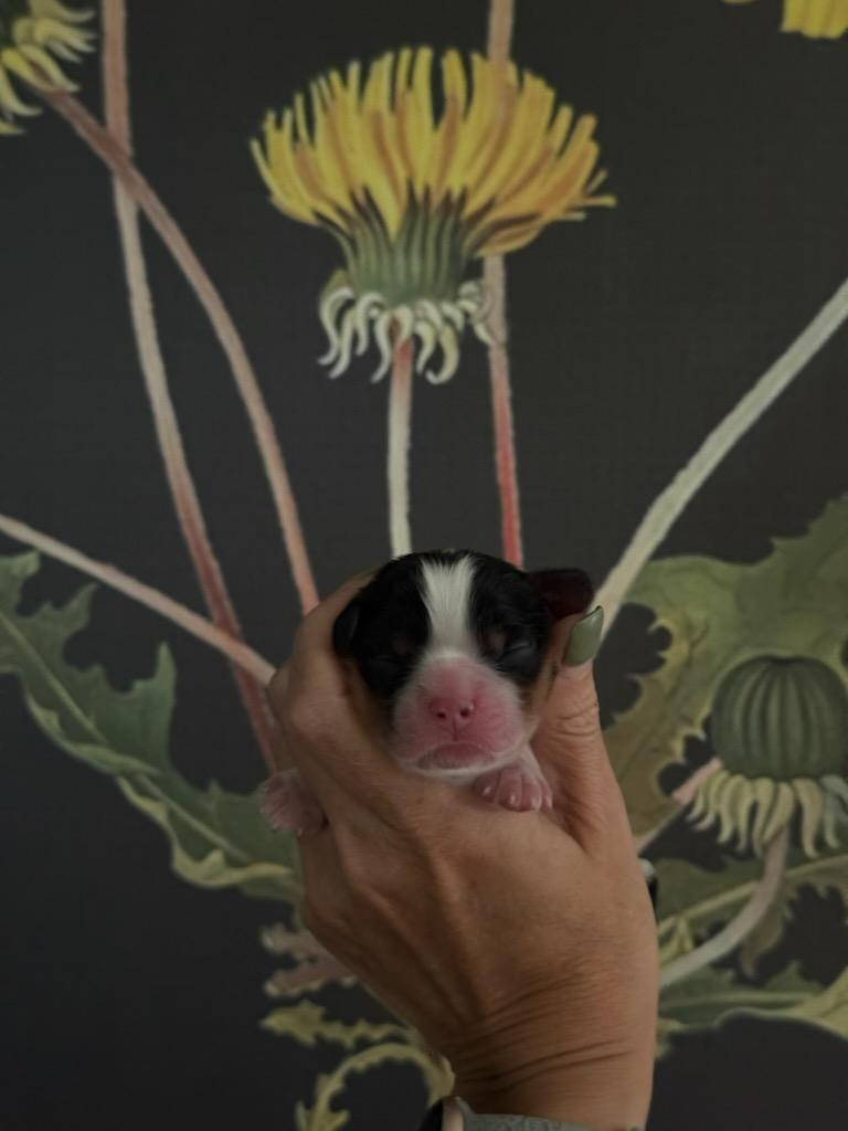 Acacia, a King’s Wishes Cavalier puppy
