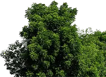 עץ עם עלים ירוקים