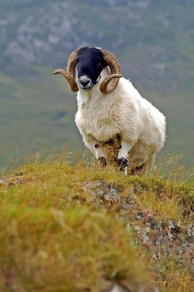 Sheep - Ireland
