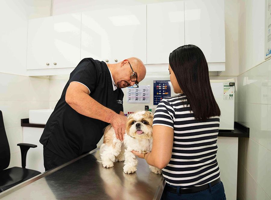 Dog receiving parasite prevention care to maintain overall health and comfort.