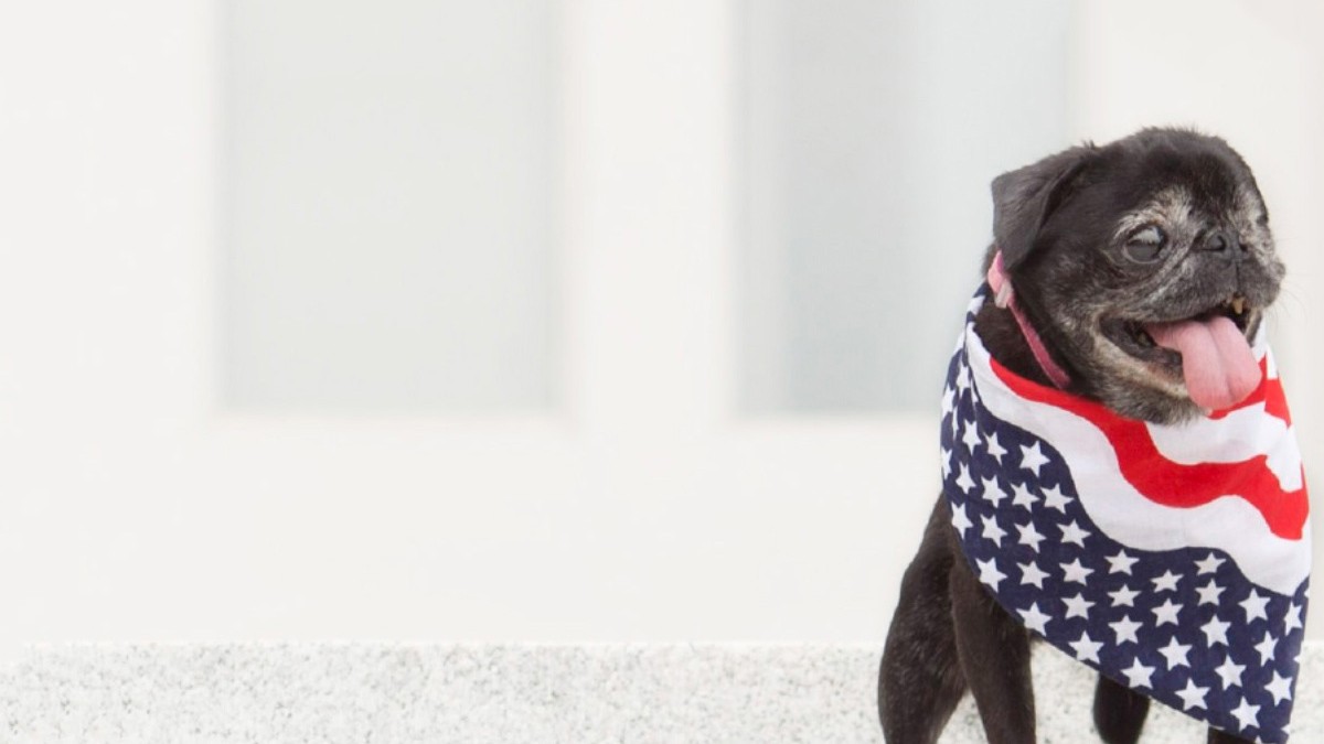Pug wearing American flag bandana with tongue out.