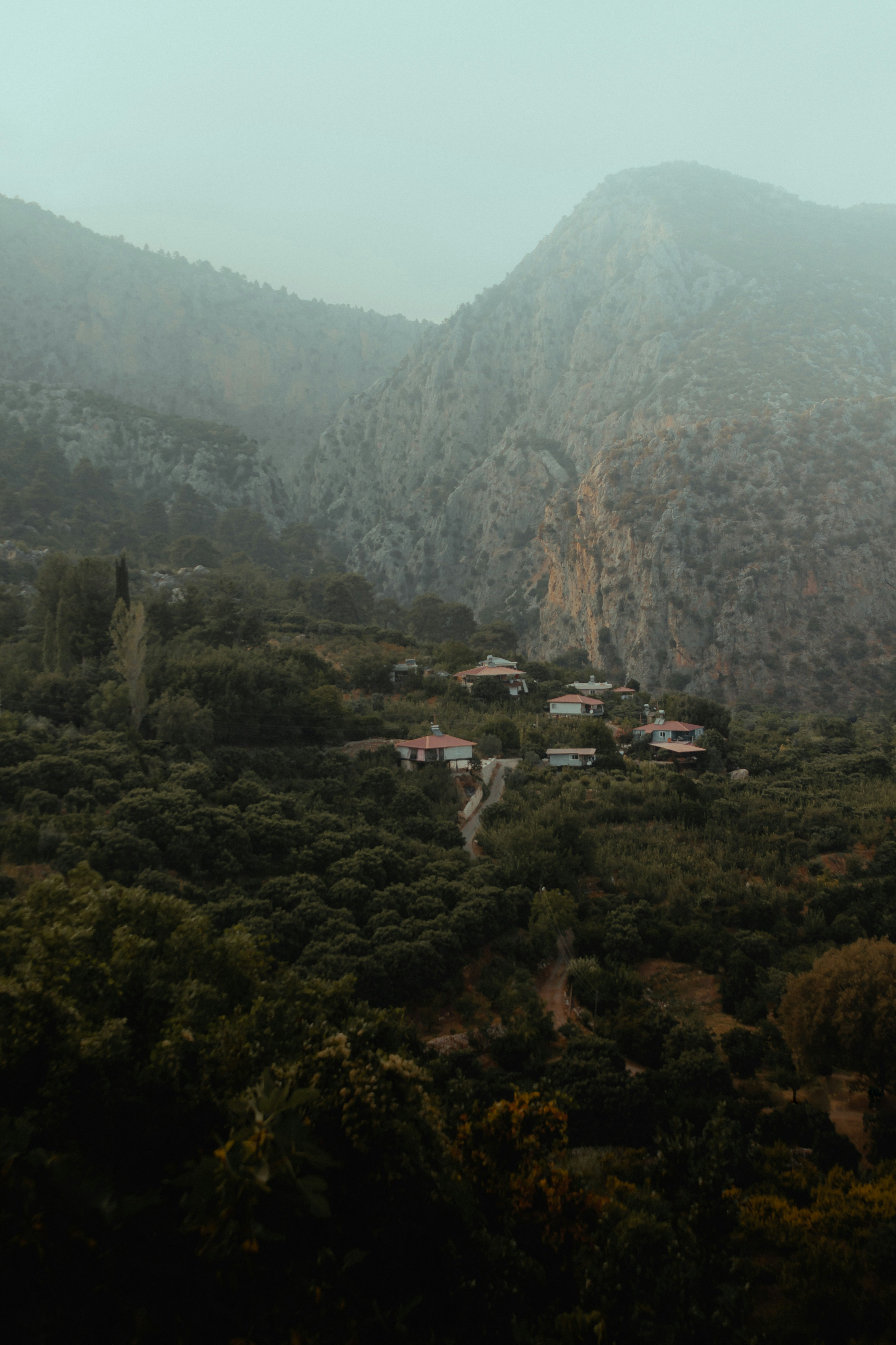 green trees and mountain during daytime